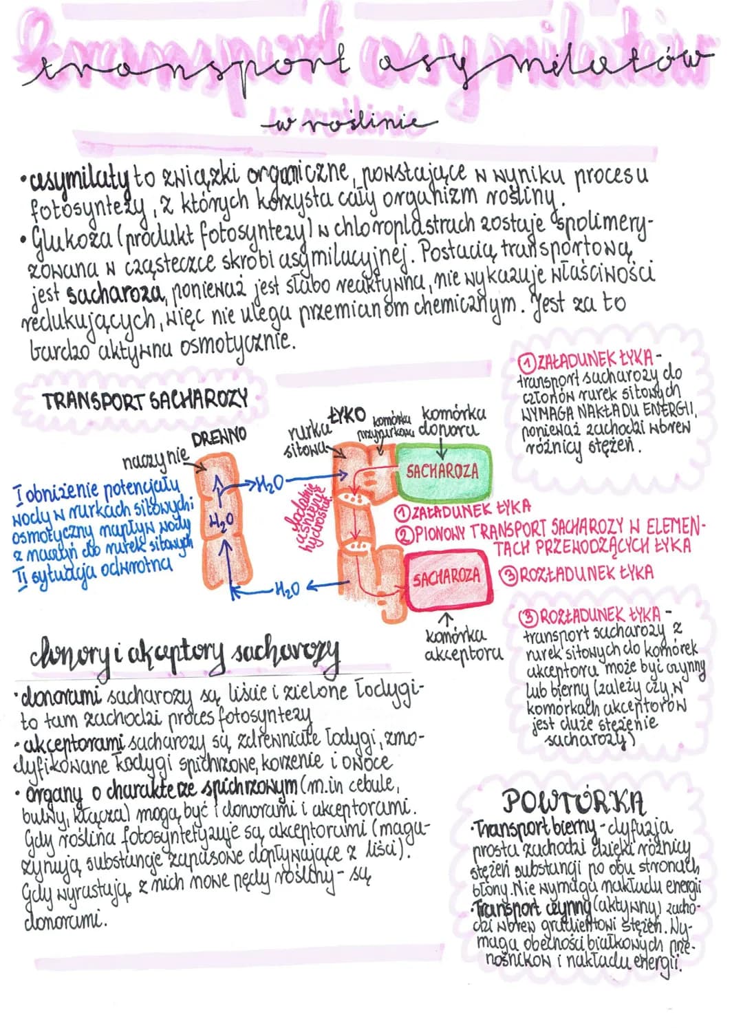 avansport asymilarso
milatów
w roślinie
• asymilaty to związki organiczne, powstające w wyniku procesu
fotosyntety, z których korzysta caly 