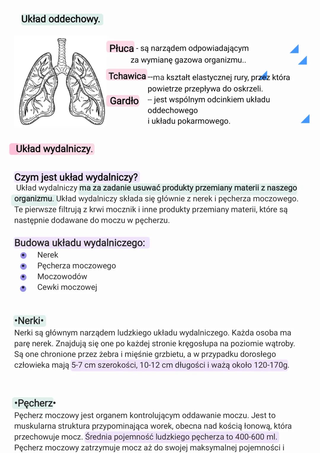 Układ oddechowy.
Płuca - są narządem odpowiadającym
za wymianę gazowa organizmu..
Tchawica
--ma kształt elastycznej rury, przez która
powiet