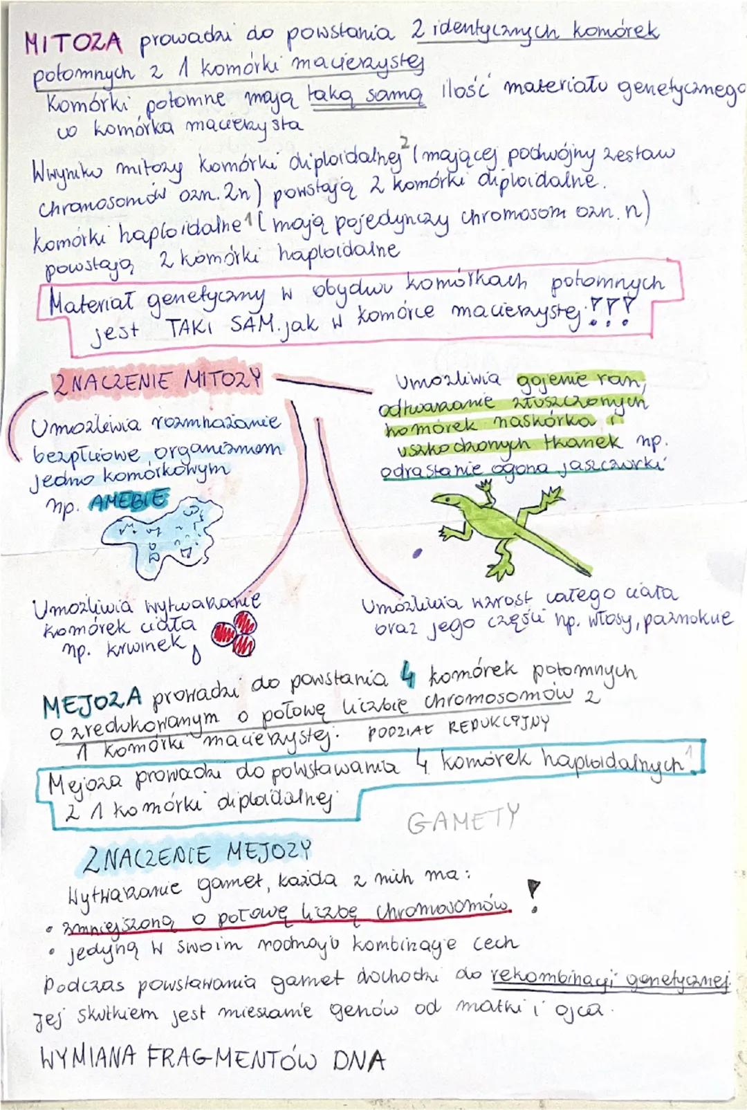 MITOZA prowadzi do powstania 2 identycznych komórek
potomnych 2 1 komórki macierzystej
Komórki potomne mają taką samą ilość materiału genety