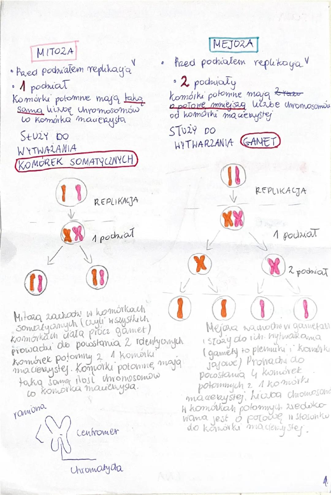 MITOZA prowadzi do powstania 2 identycznych komórek
potomnych 2 1 komórki macierzystej
Komórki potomne mają taką samą ilość materiału genety