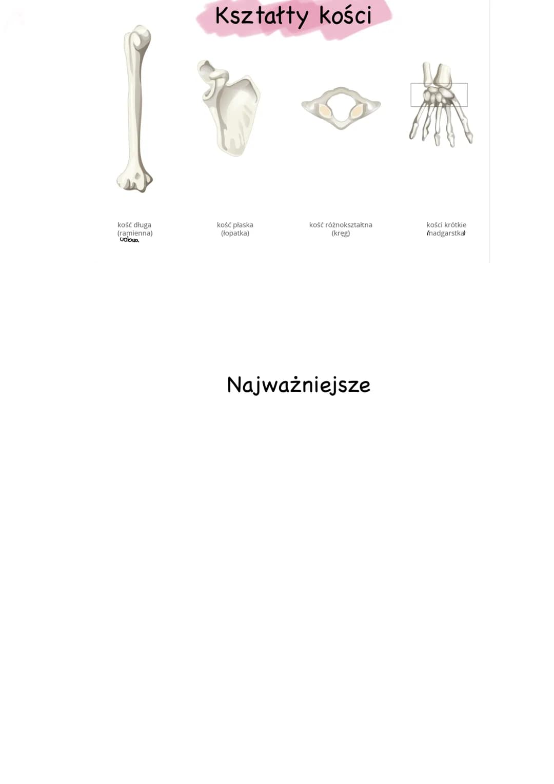Narząd Ruchu Człowieka: Prezentacja dla Dzieci
