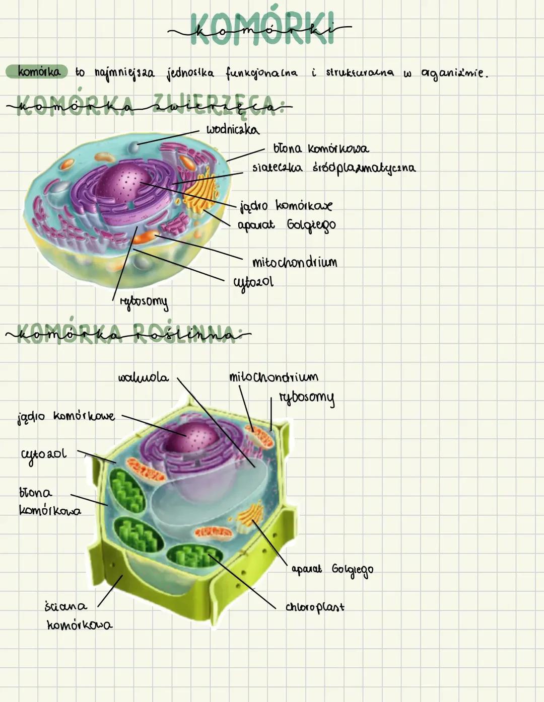 Budowa komórki zwierzęcej i roślinnej [organella]