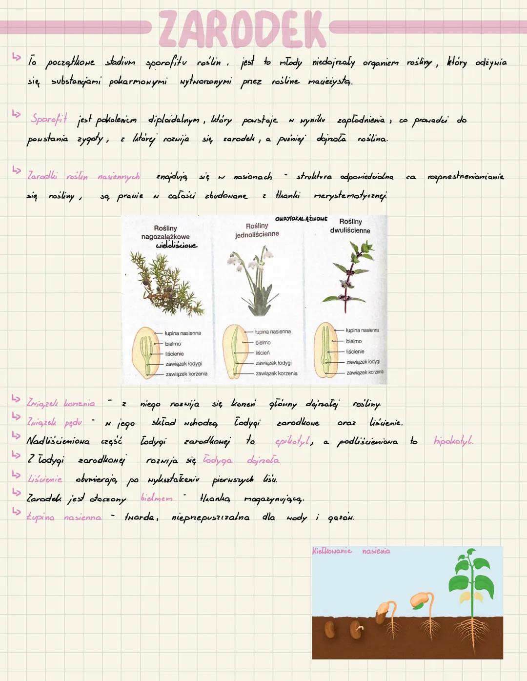 ZARODEK
↳ To początkowe stadium sporofitu roślin, jest to młody niedojrzały organizm rośliny, który odżywia
się substancjami pokarmowymi wyt