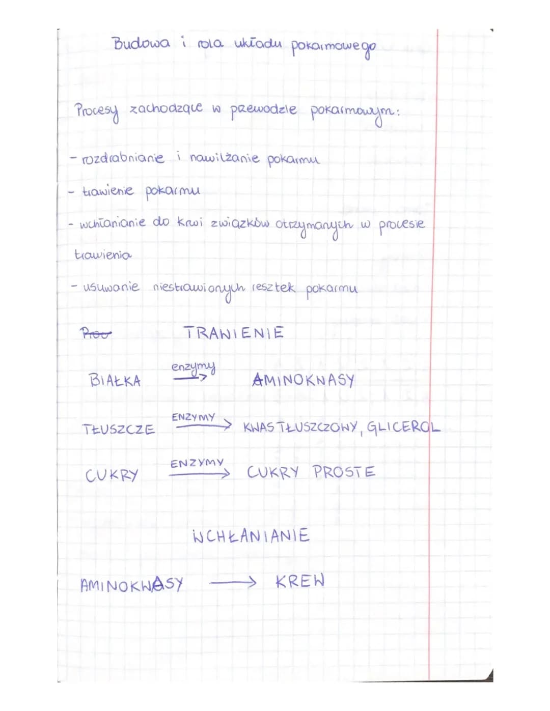 Jak działa układ pokarmowy? Co to jest trawienie i wchłanianie?