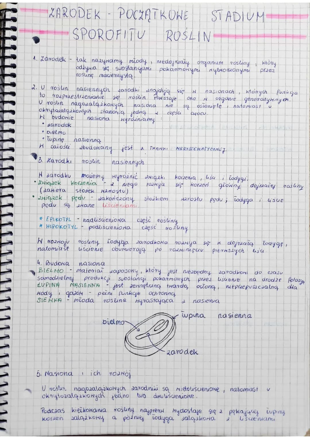 
<p>Zarodek to nazywany jest młody, mały organizm rośliny, który rozwija się z substancji pokarmowych produkowanych przez roślinę macierzyst
