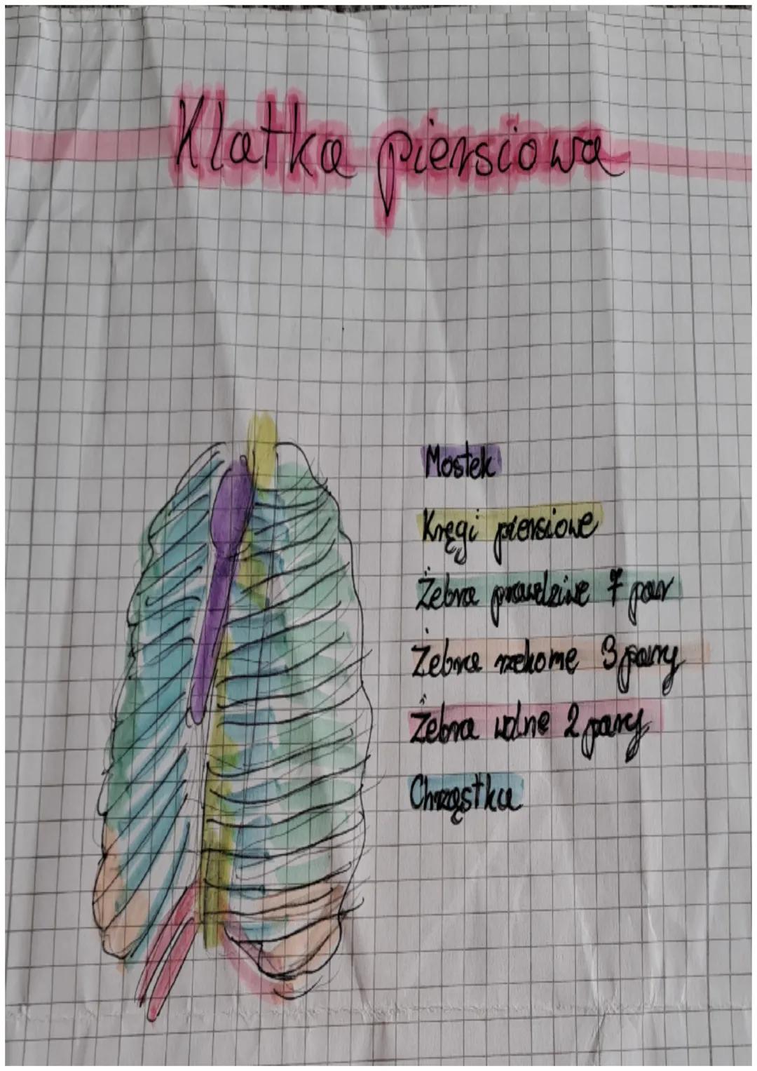 Craszka

Móxyoczacha
- kosa czołowa
- k. potgliaang
- ka ciemieniowe
- ki skroniove

Trzewioczaszka
- К. поболя
- ki. jaramone
- Szczęka
- a