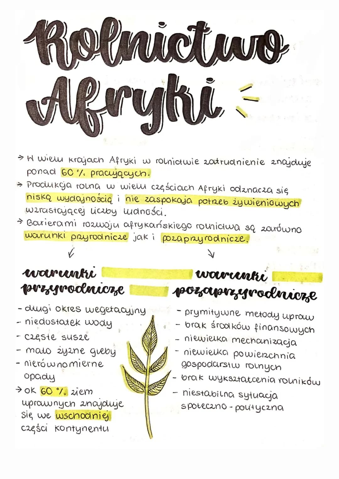 Rolnictwo
Afryki
→
W wielu krajach Afryki w rolnictwie zatrudnienie znajduje
ponad 60%. pracujących.
> Produkcja rolna w wielu częściach Afr
