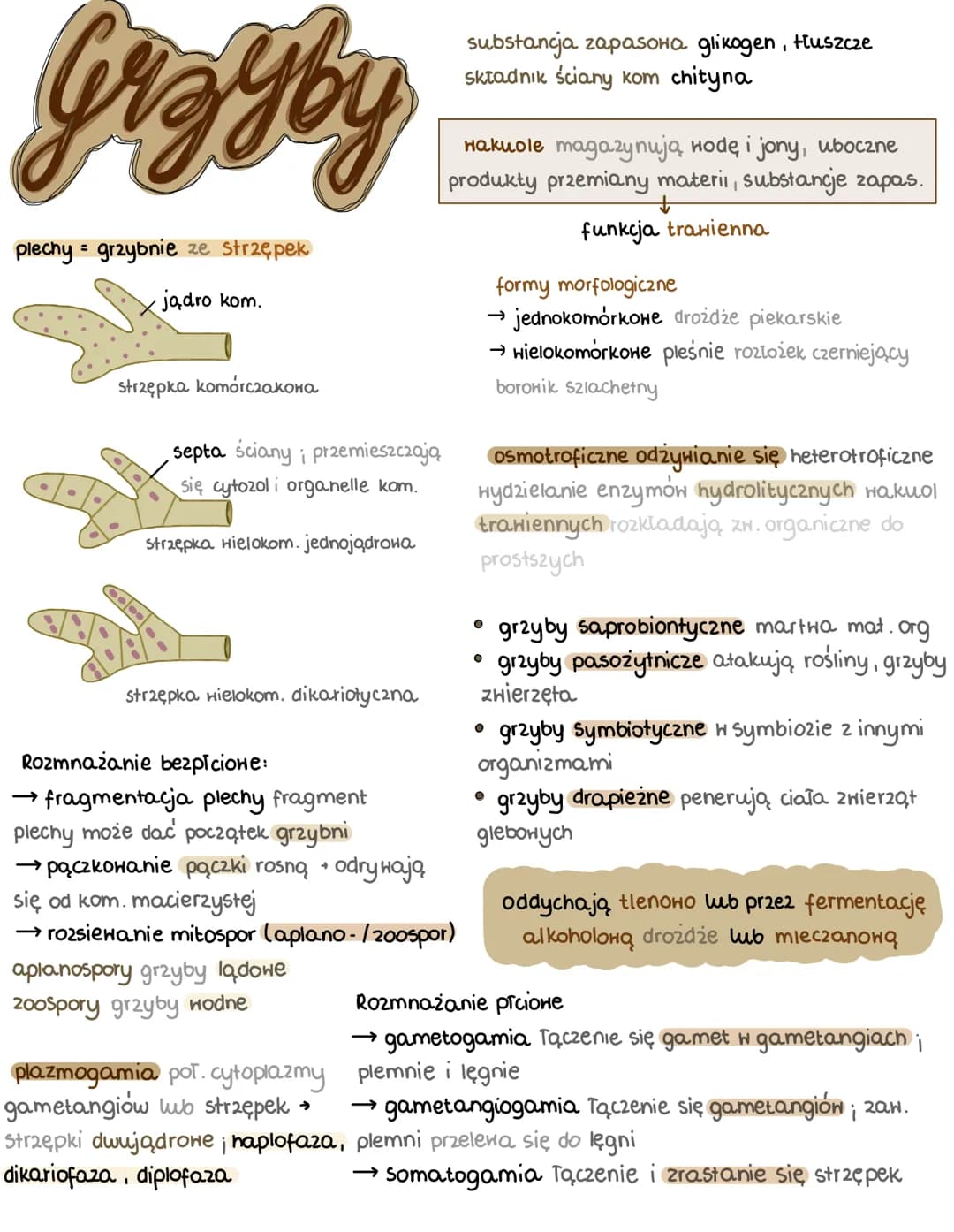 Grzyby
plechy = grzybnie ze strzępek
jądro kom.
strzępka komórczakona
septa ściany i przemieszczają
się cytozol i organelle kom.
strzępka Hi