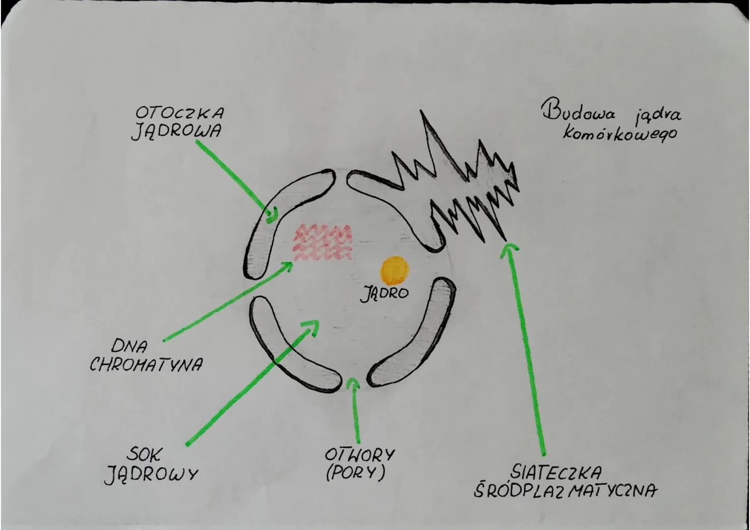 BIOLOGIA
Cytologia
Komórka to najmniejsza jednostka budulcowa i funkcjonalna
orqanizmów.
Cytologia - nauka o komórkach.
Klasyfikacja organiz