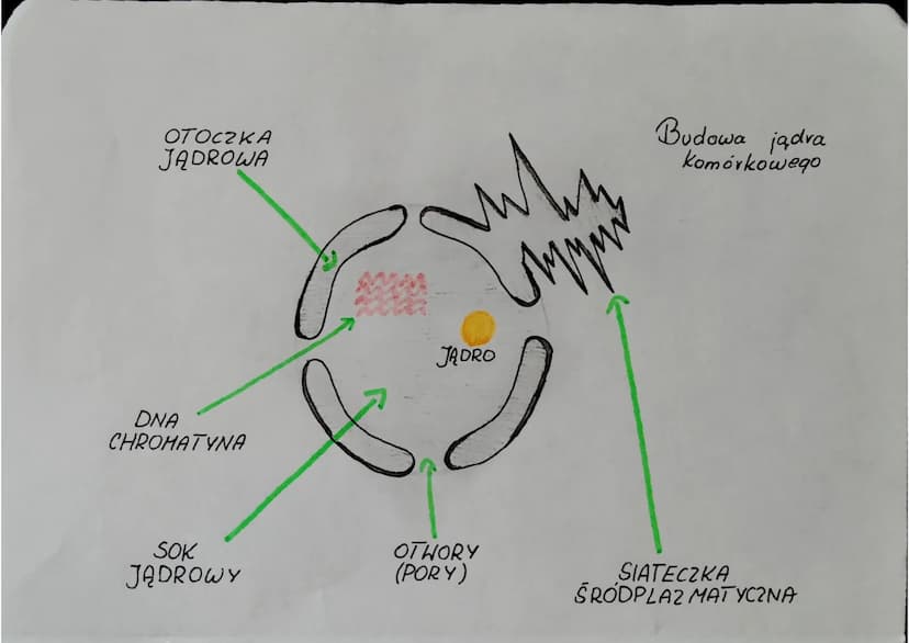 BIOLOGIA
Cytologia
Komórka to najmniejsza jednostka budulcowa i funkcjonalna
orqanizmów.
Cytologia - nauka o komórkach.
Klasyfikacja organiz