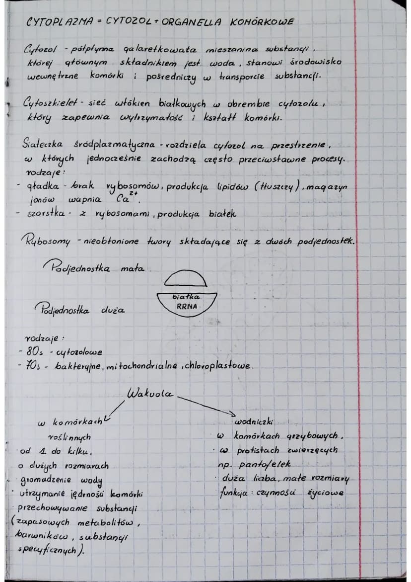 BIOLOGIA
Cytologia
Komórka to najmniejsza jednostka budulcowa i funkcjonalna
orqanizmów.
Cytologia - nauka o komórkach.
Klasyfikacja organiz