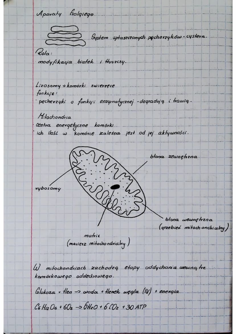 BIOLOGIA
Cytologia
Komórka to najmniejsza jednostka budulcowa i funkcjonalna
orqanizmów.
Cytologia - nauka o komórkach.
Klasyfikacja organiz