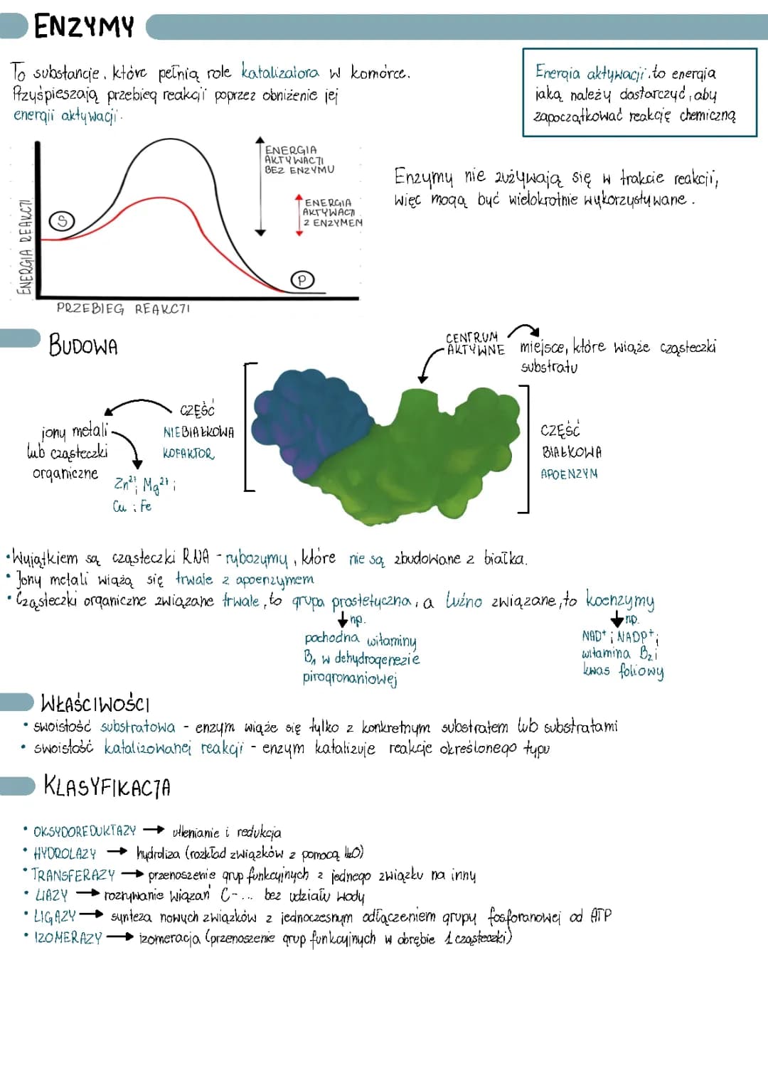 Co to są Enzymy? Żywe Cuda i Jak Działają