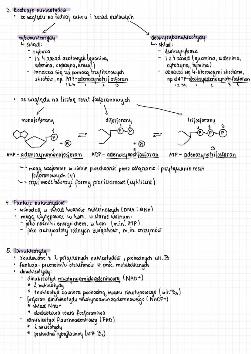 NUKLEOTYDY
1. Są 2 kwasy nukleinowe:
• DNA (kwas deoksyrybonukleinowy) - nośnik inf. genetycznej (material genetyczny I u wszystkich org.
·
