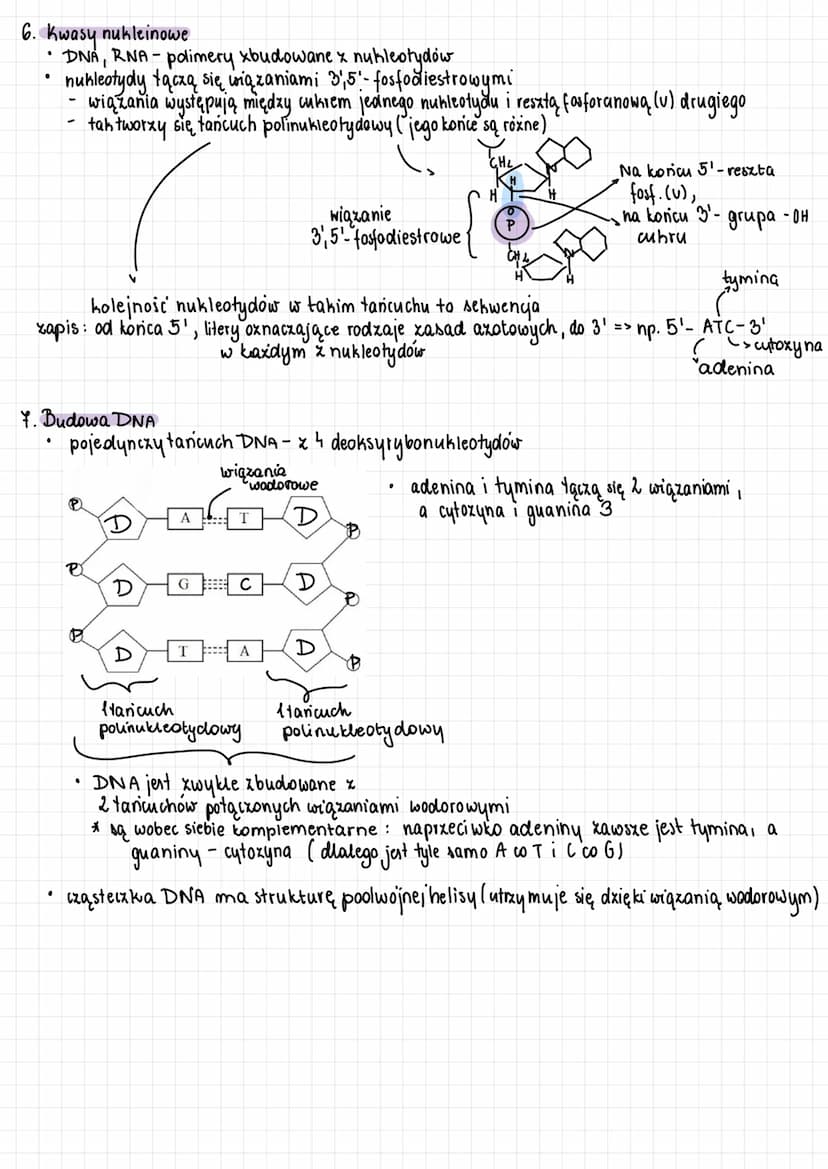 NUKLEOTYDY
1. Są 2 kwasy nukleinowe:
• DNA (kwas deoksyrybonukleinowy) - nośnik inf. genetycznej (material genetyczny I u wszystkich org.
·
