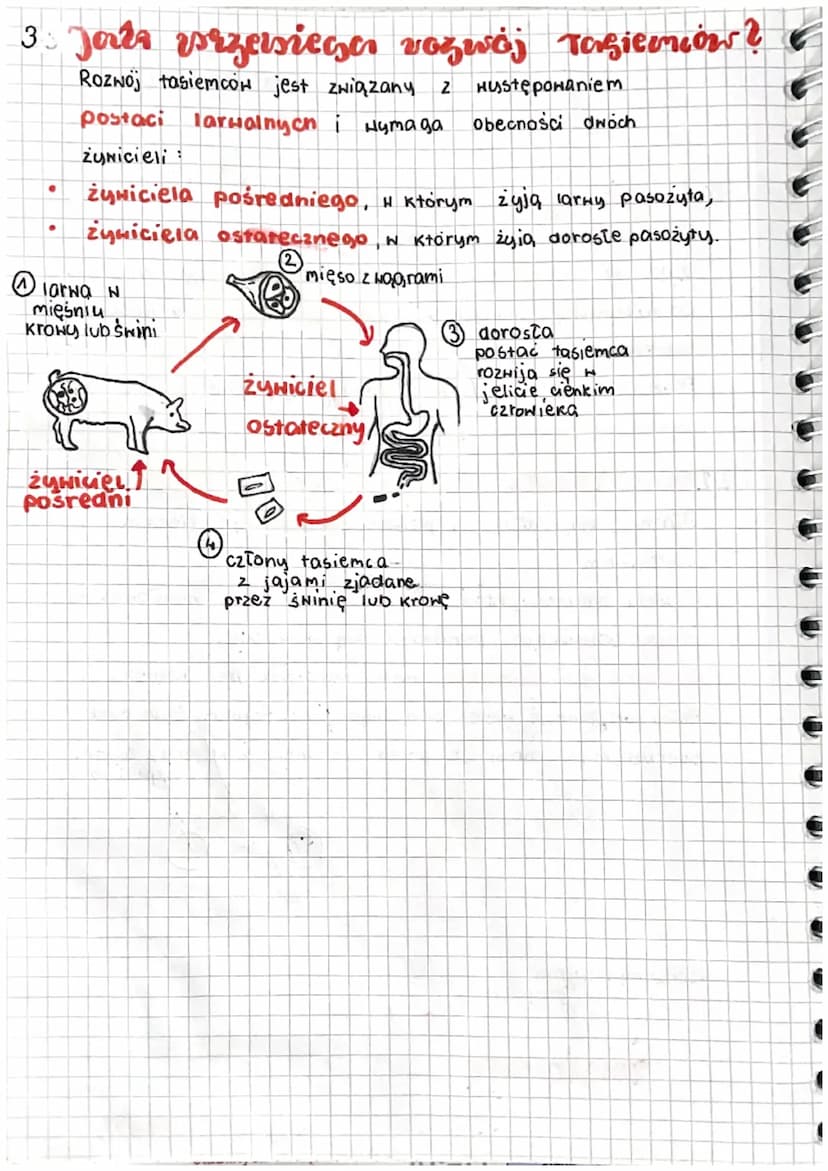 biologia
1 Garzie żyją właznice ?
Zdecydowana Większość płaźniców to
pasożyty, które
zyją w narzągach wewnętrznych zwierząt kręgowych.
Do na