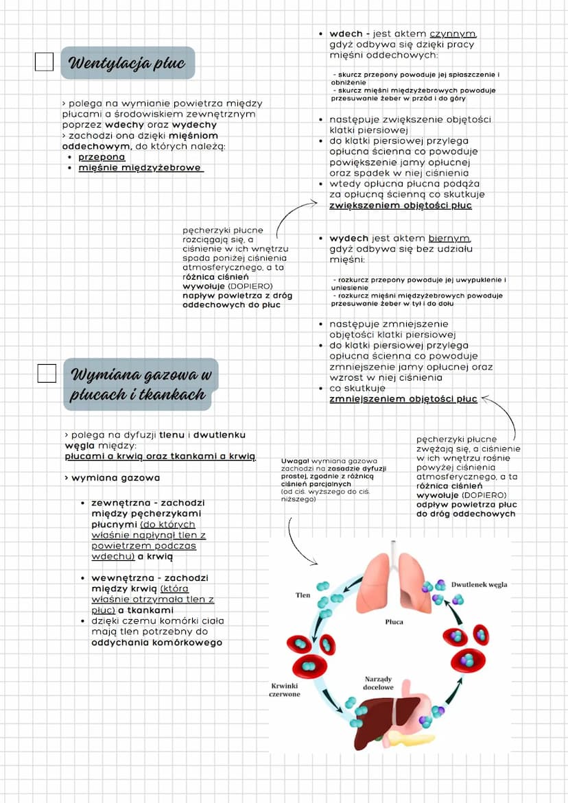 Układ
oddechowy
człowieka
układ oddechowy = drogi oddechowe
+ płuca
Budowa
- Drogi oddechowe:
- Płuca
jama nosowa gardło
krtań tchawica
oskr