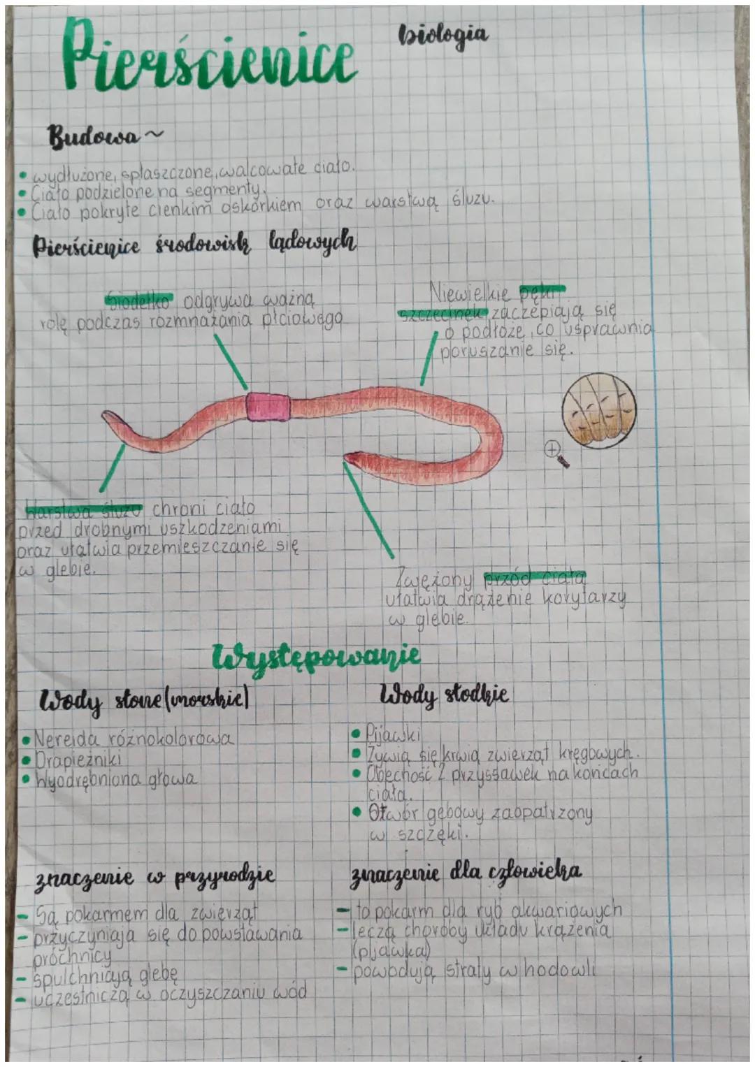 Pierscienice bilgi
Budowa~
• wydłużone, spłaszczone walcowate ciało.
Ciato podzielone na segmenty,
• Ciało pokryte cienkim oskorkiem oraz wa