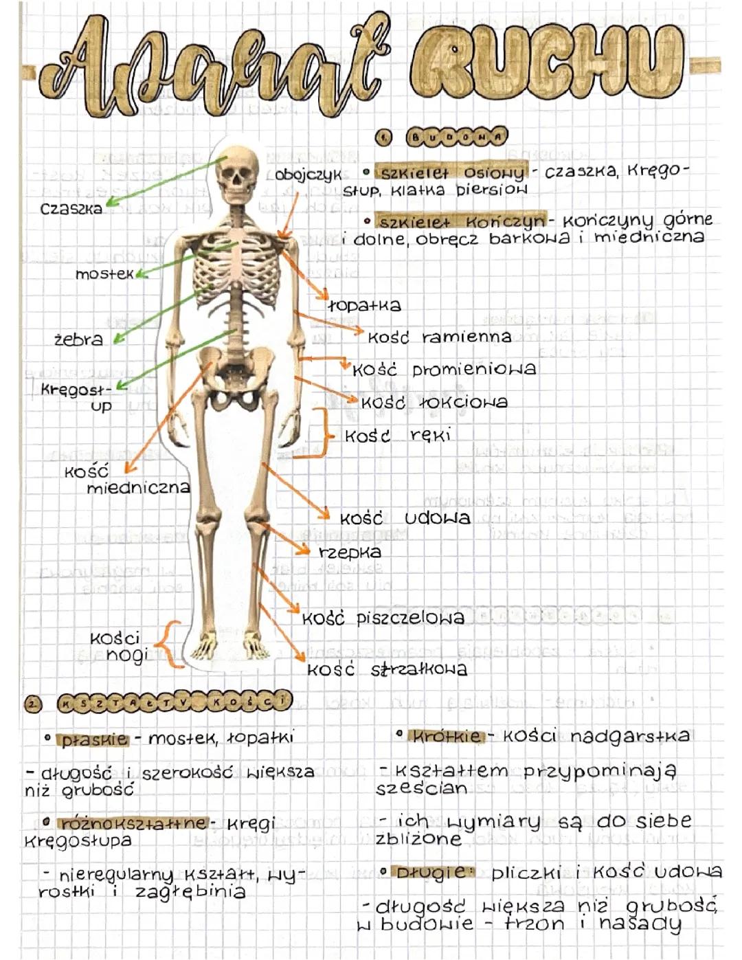 Kompleksowy przegląd aparatu ruchu