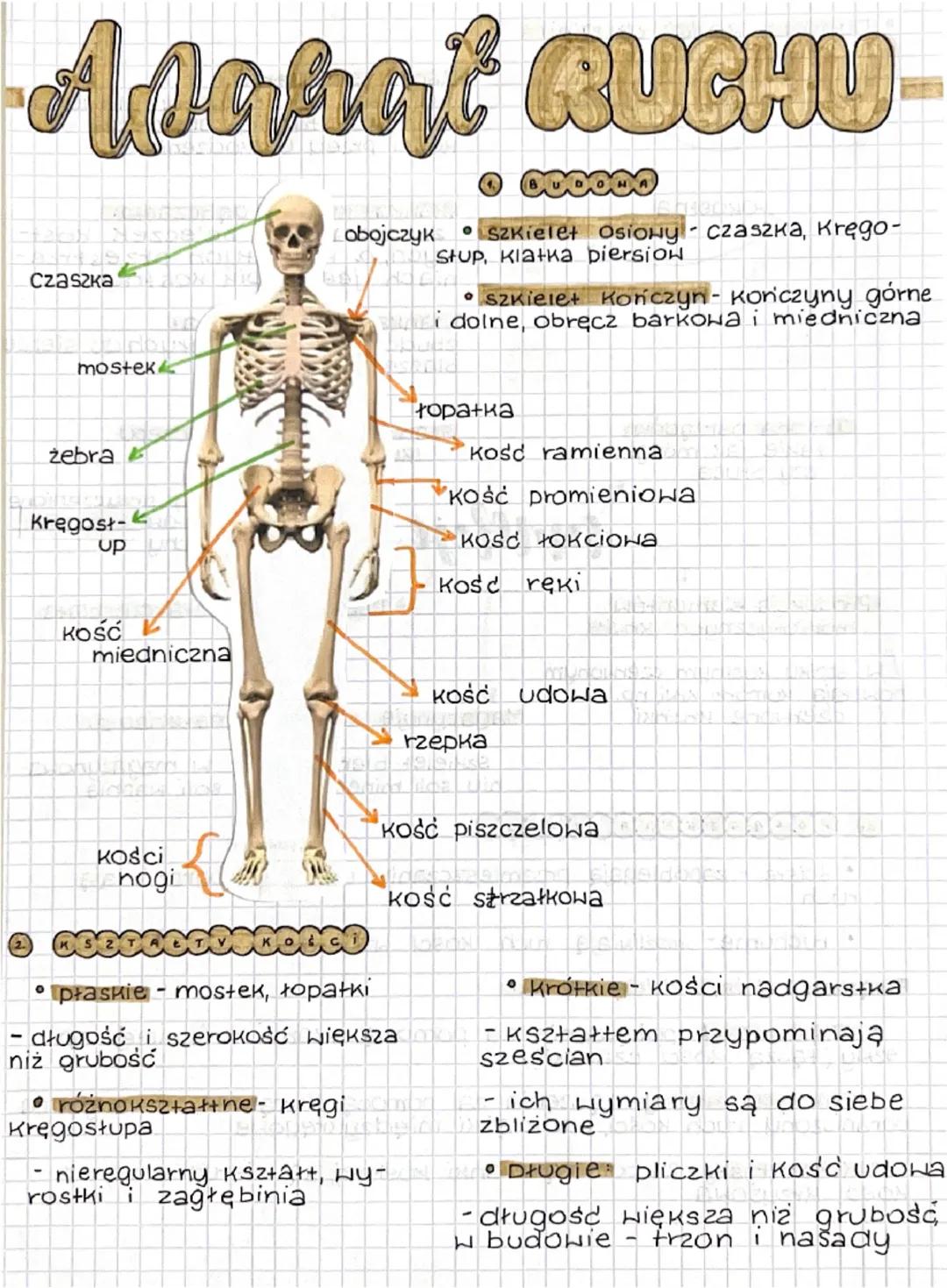 (2.
Apchat RUCHU
Czaszka
mostek
obojczyk Szkielet Osiowy - сzаszка, Kręgo-
Stup, Klatka piersiow.
• Szkielet Kończyn-Koniczyny górne
i dolne