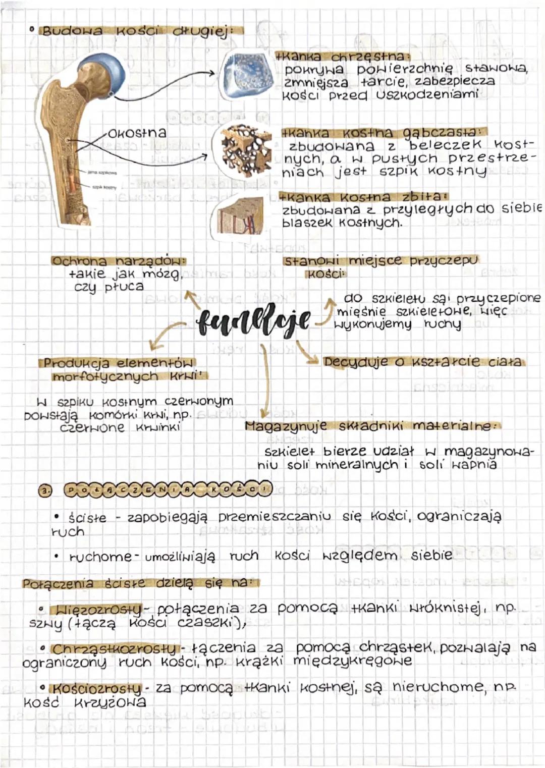 (2.
Apchat RUCHU
Czaszka
mostek
obojczyk Szkielet Osiowy - сzаszка, Kręgo-
Stup, Klatka piersiow.
• Szkielet Kończyn-Koniczyny górne
i dolne