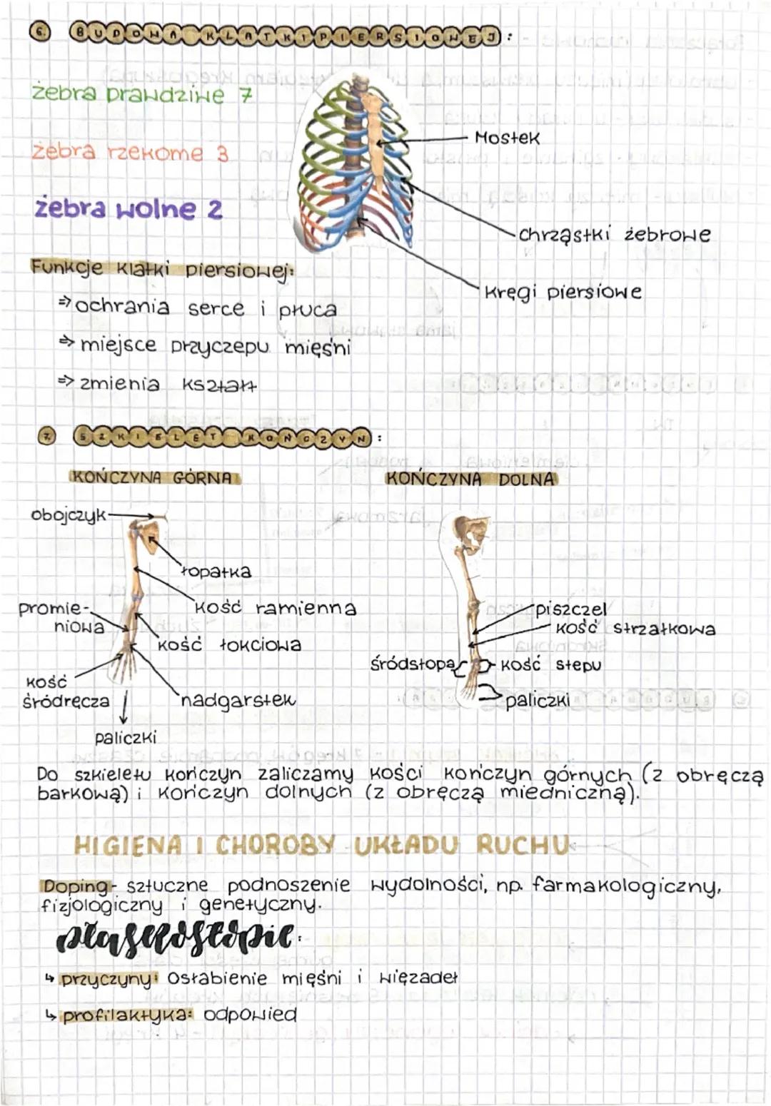 (2.
Apchat RUCHU
Czaszka
mostek
obojczyk Szkielet Osiowy - сzаszка, Kręgo-
Stup, Klatka piersiow.
• Szkielet Kończyn-Koniczyny górne
i dolne