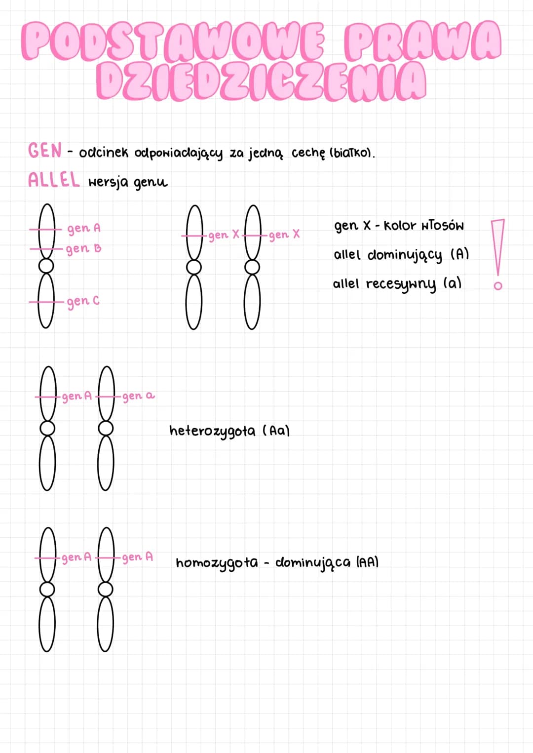 PODSTAWOWE PRAWA
DZIEDZICZENIA
GEN - odcinek odpowiadający za jedną cechę (białko).
ALLEL wersja genu
A
gen A
gen B
-gen c
-gen A
gen
-gen a
