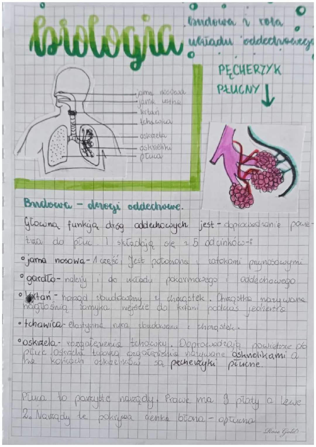 Budowa i rola układu oddechowego 