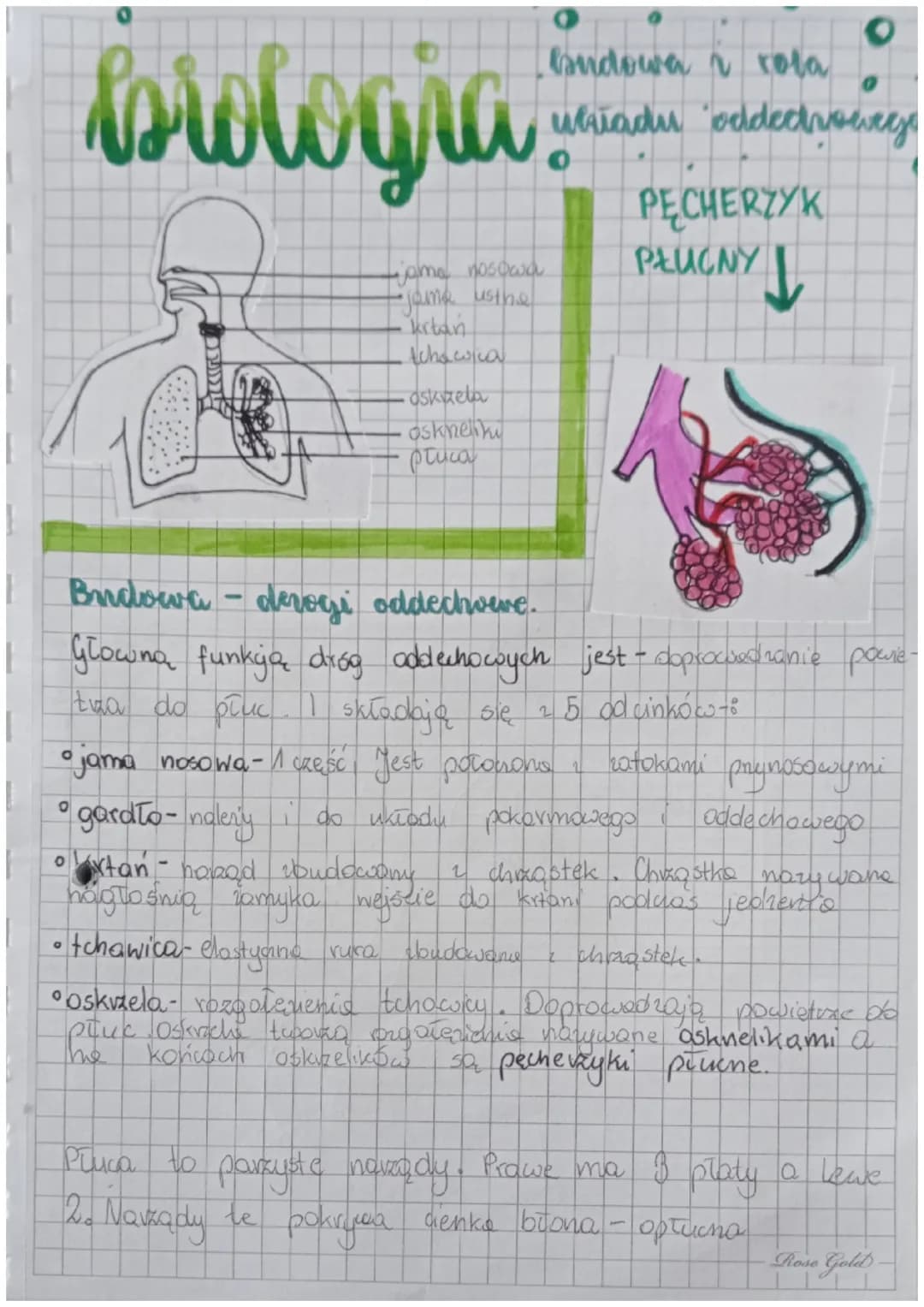 O
biologia.
-jama nosowa
-jaime us the
krtan
Achowica
0
budowa i rola
whiadu oddechowege
oskaela
osknelik
płuca
Budowa - derogi oddechweve.
