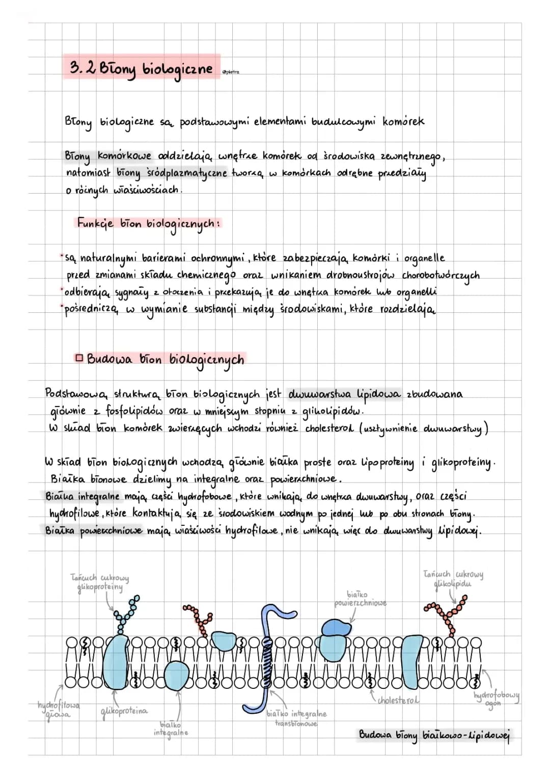 3. Komórka-podstawowa jednostka życia; 3.2. Błony biologiczne 