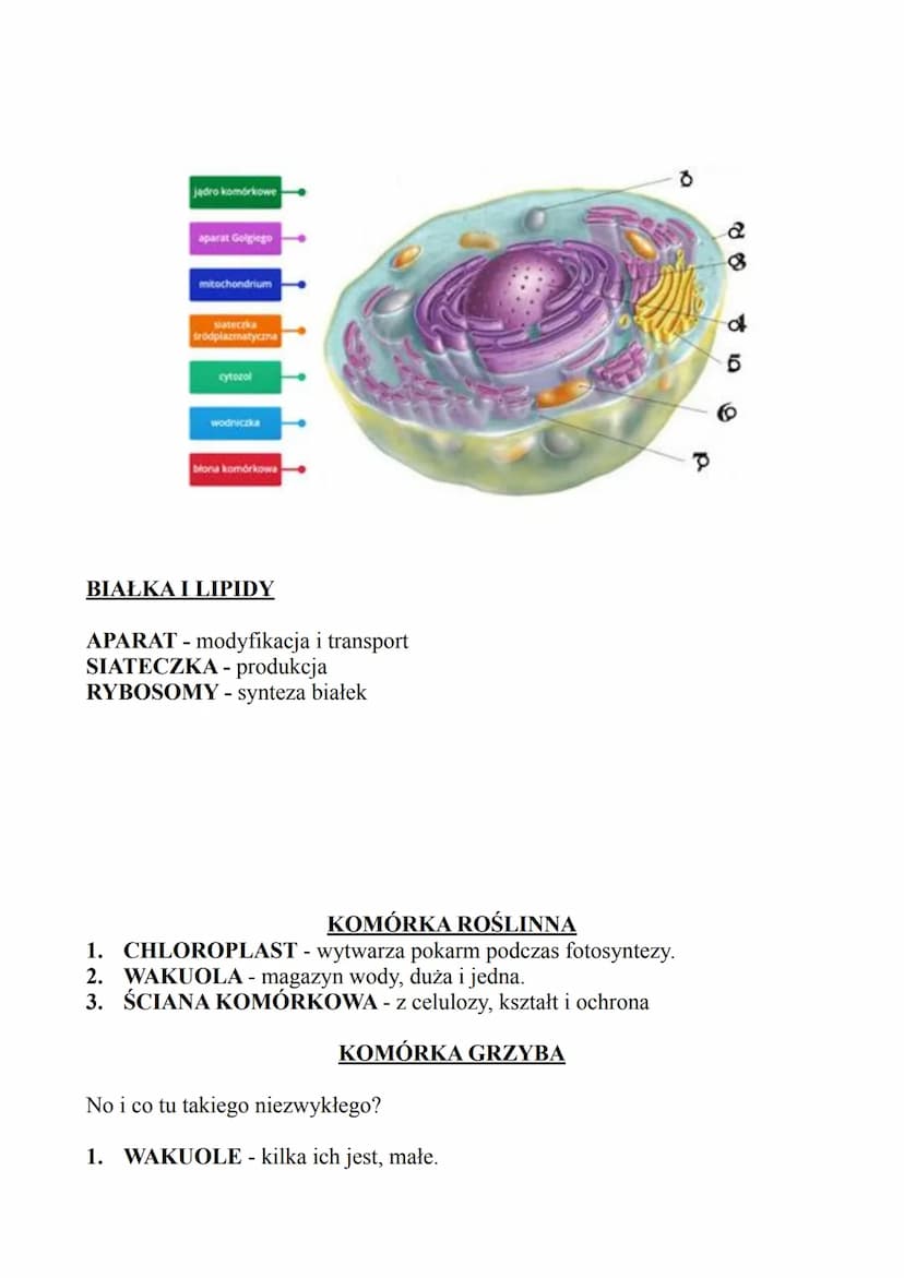 Spis zagadnień
1. Komórka eukariotyczna
a) podział komórek na pro/eukariotyczne
b) Komórka zwierzęca/roślinna/grzybowa
c) Typowe cechy tych 