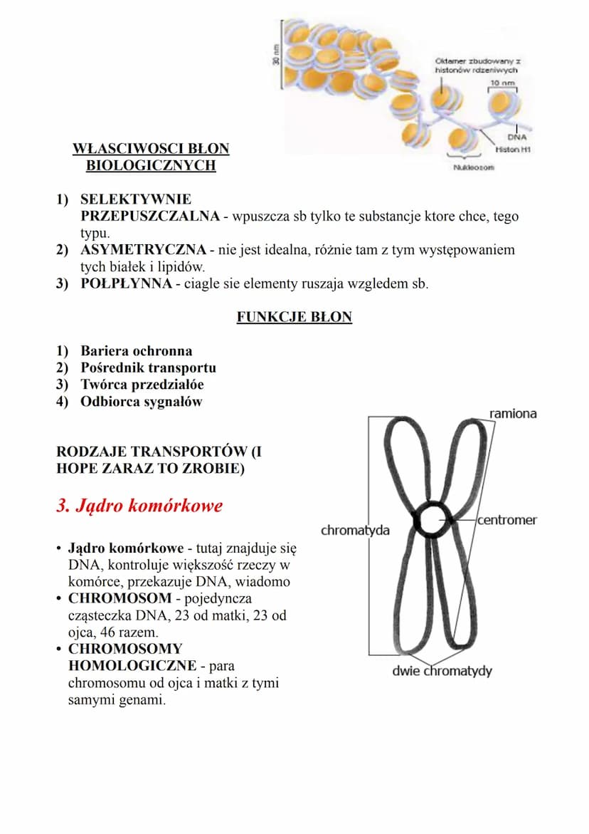 Spis zagadnień
1. Komórka eukariotyczna
a) podział komórek na pro/eukariotyczne
b) Komórka zwierzęca/roślinna/grzybowa
c) Typowe cechy tych 