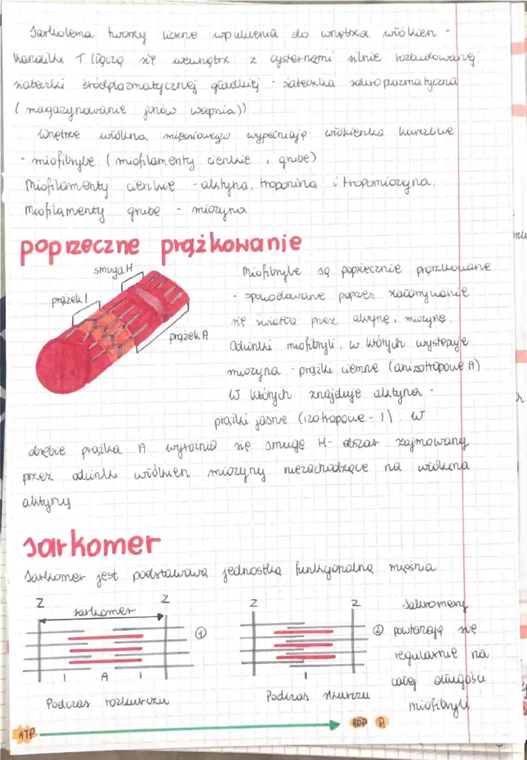 uktad mieniowy
W
organizmie dorosiego człowieka znajduje się dr. 600 miestu.
Stanavi to 40% masy ciata
Whtod mięśniowy twork bakie mięśnie j