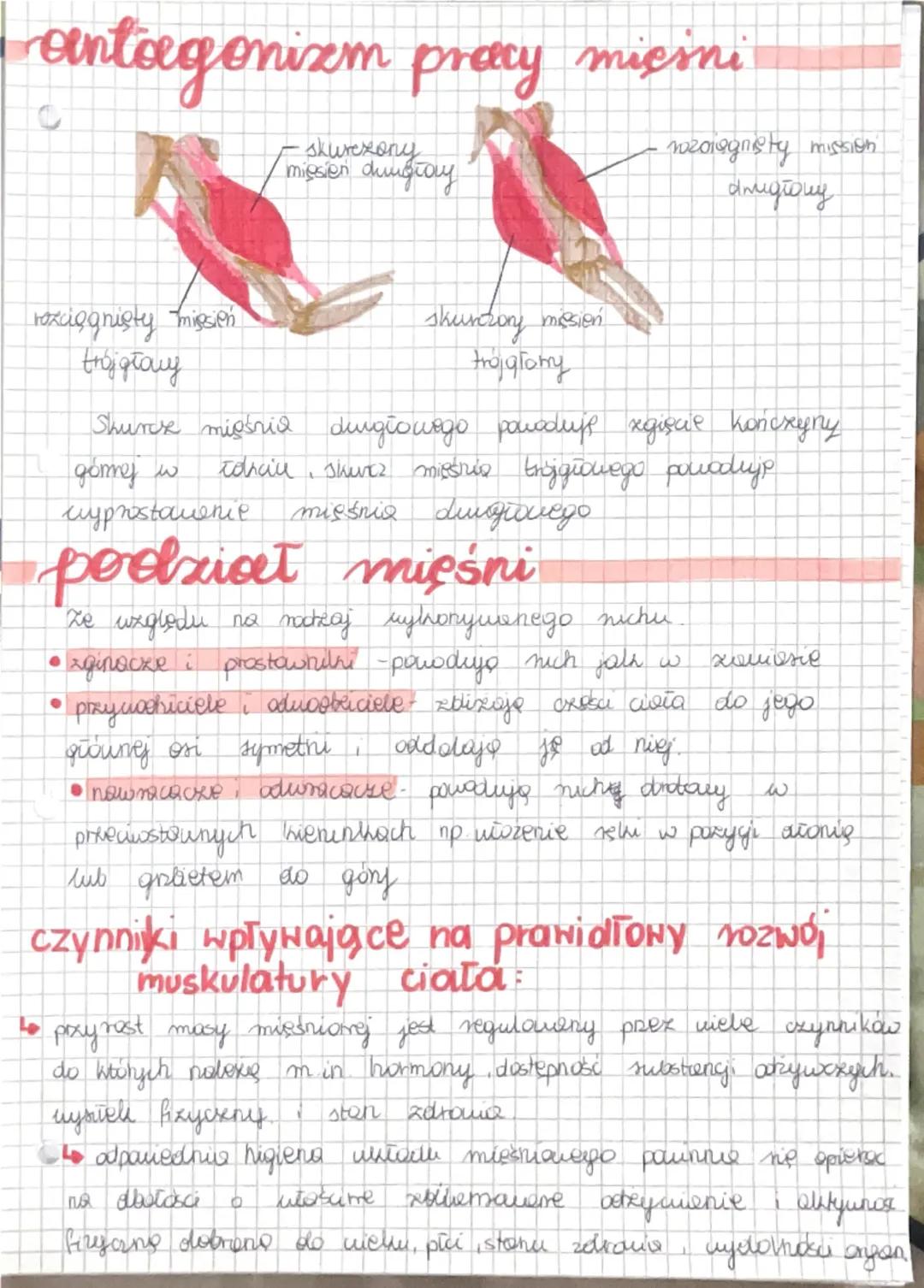 uktad mieniowy
W
organizmie dorosiego człowieka znajduje się dr. 600 miestu.
Stanavi to 40% masy ciata
Whtod mięśniowy twork bakie mięśnie j