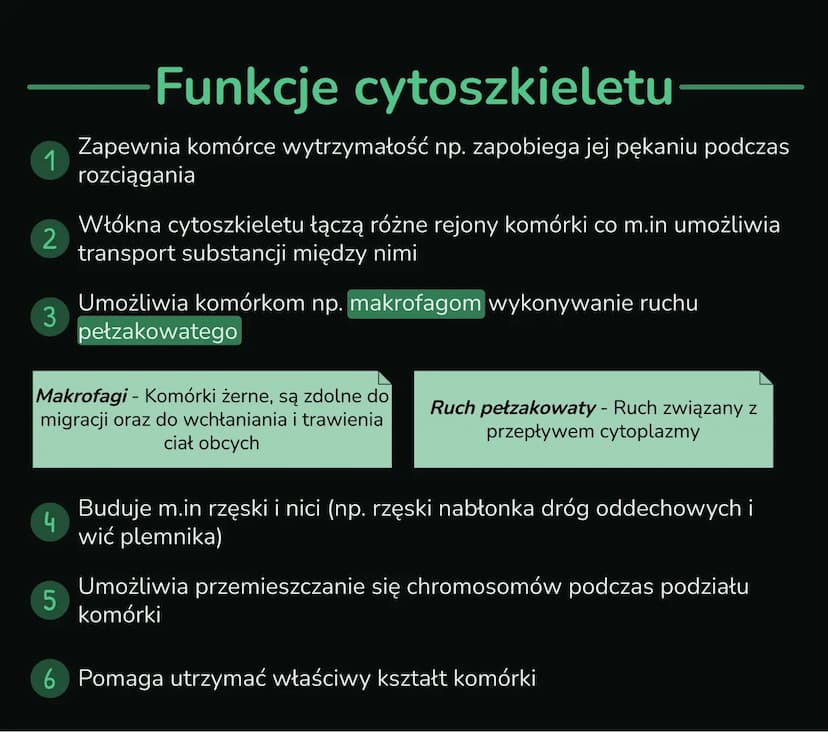--- OCR Start ---
Składniki
cytoplazmy
Wnętrze komórki składa się z jądra komórkowego i cytoplazmy, którą
tworzą cytozol i organelle komórko