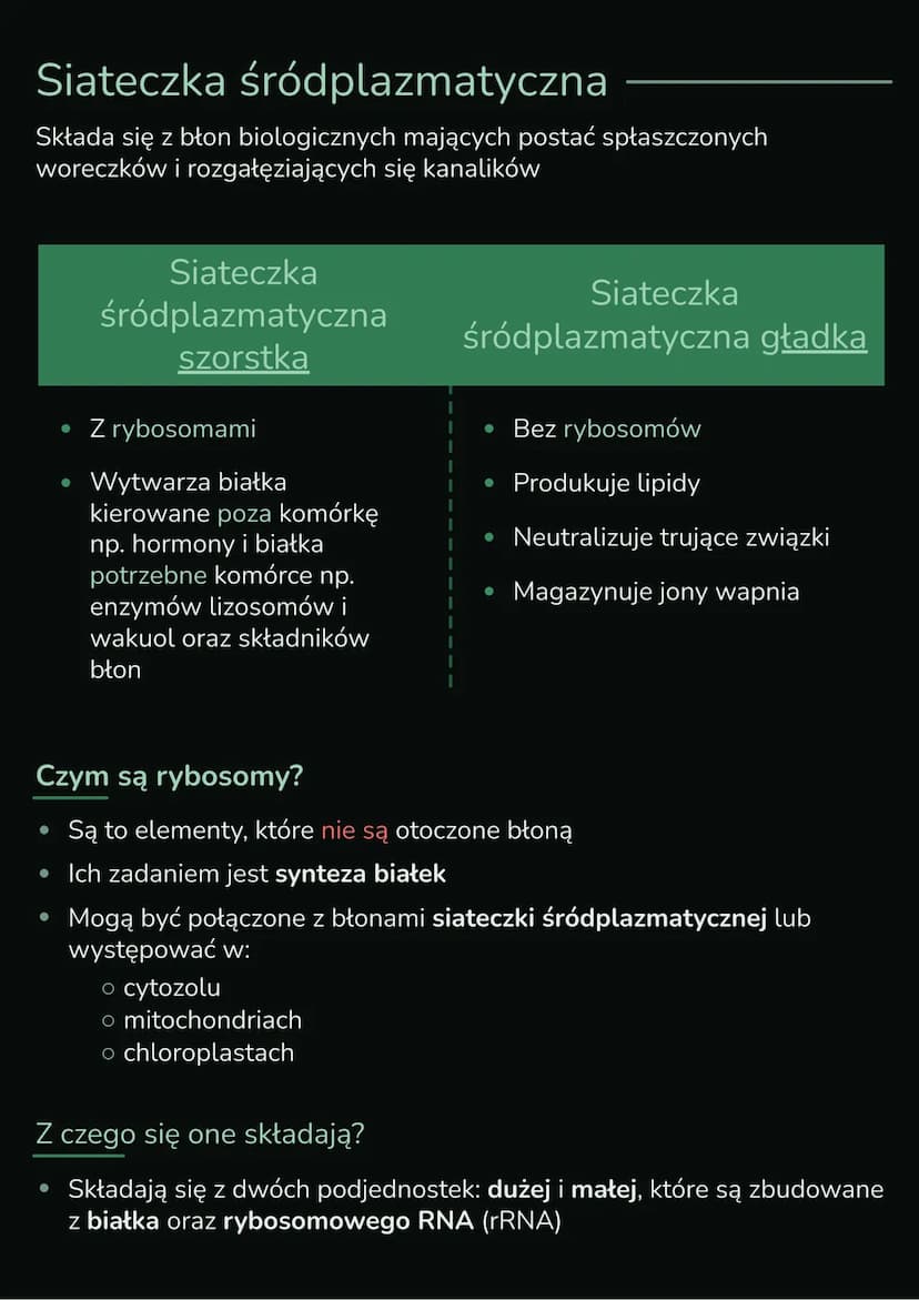 --- OCR Start ---
Składniki
cytoplazmy
Wnętrze komórki składa się z jądra komórkowego i cytoplazmy, którą
tworzą cytozol i organelle komórko