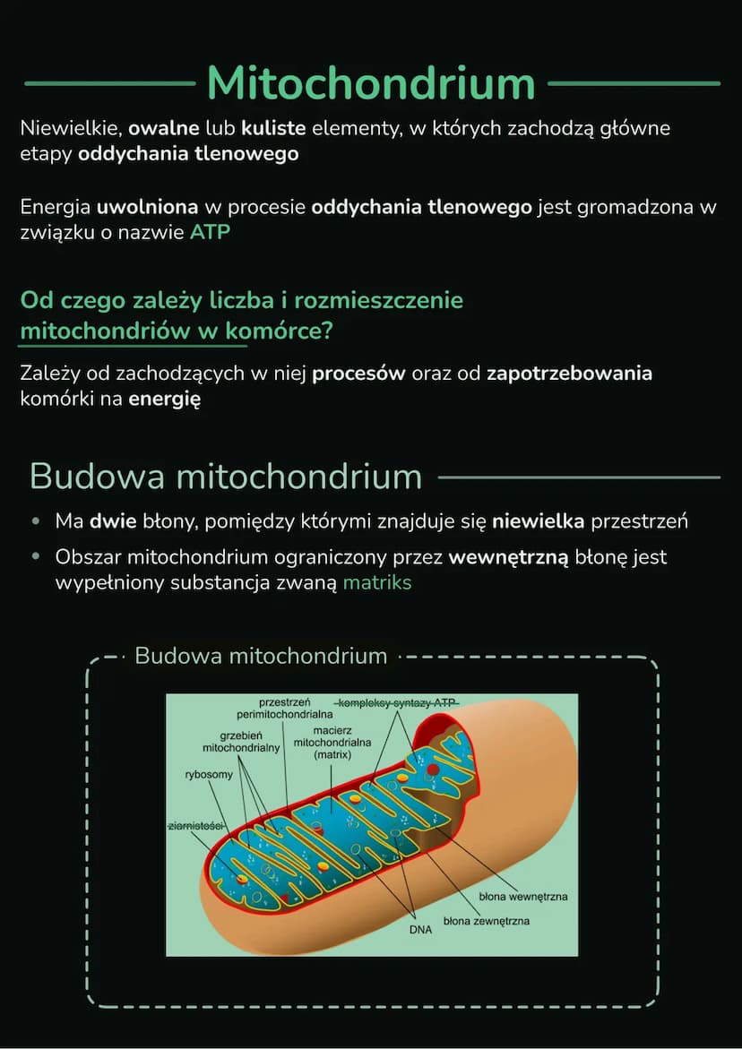 --- OCR Start ---
Składniki
cytoplazmy
Wnętrze komórki składa się z jądra komórkowego i cytoplazmy, którą
tworzą cytozol i organelle komórko