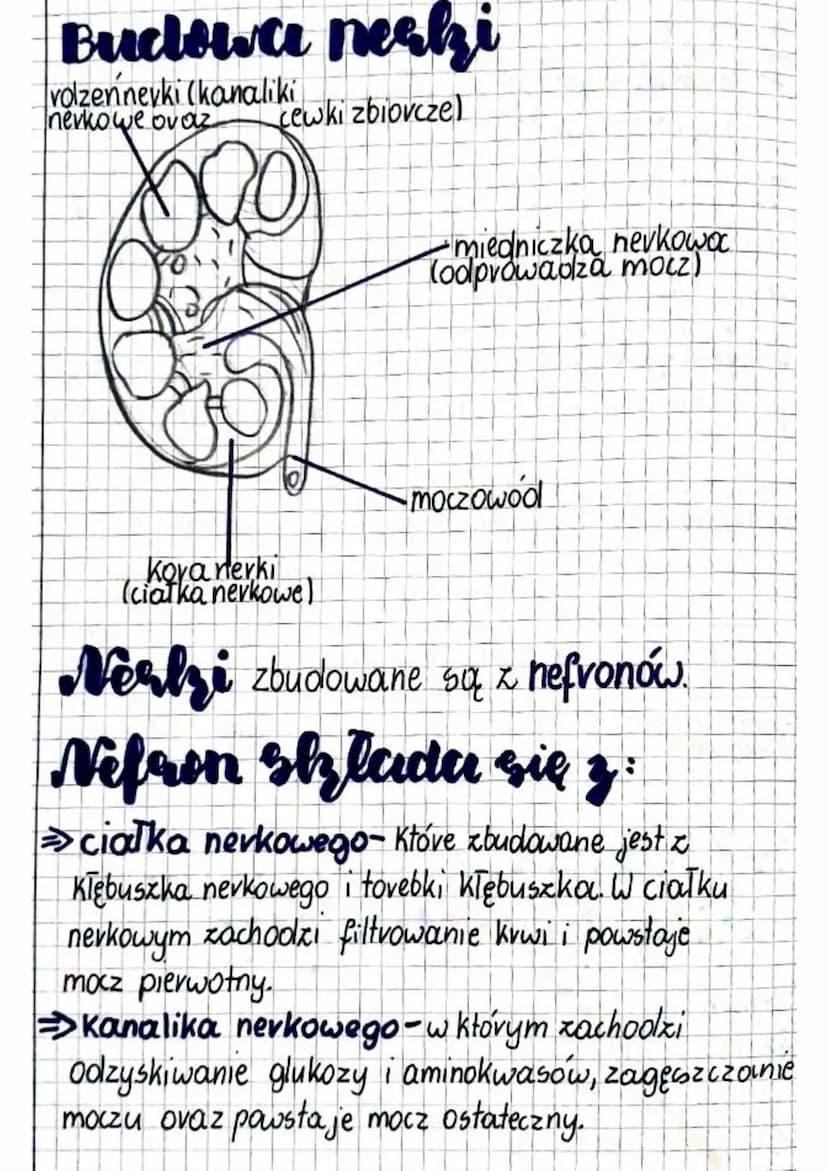 biologia
by @notesowa.pl
Wydalanie- proces usuwania z organizmu
zbędnych i szkodliwych produktów przemiany materii
za pomocą nevek, płuc i s