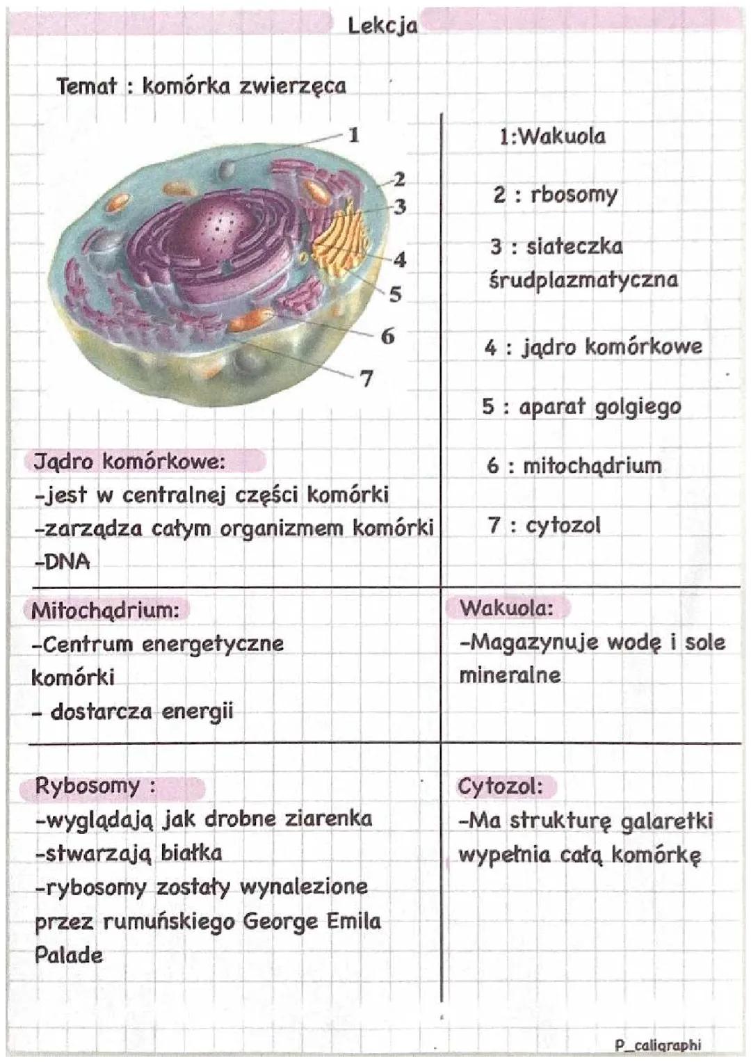 komórka zwierzęca