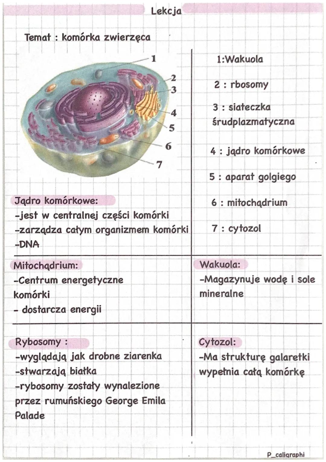Temat: komórka zwierzęca
Mitochądrium:
-Centrum energetyczne
komórki
♡****
Lekcja
dostarcza energii
7
Jądro komórkowe:
-jest w centralnej cz