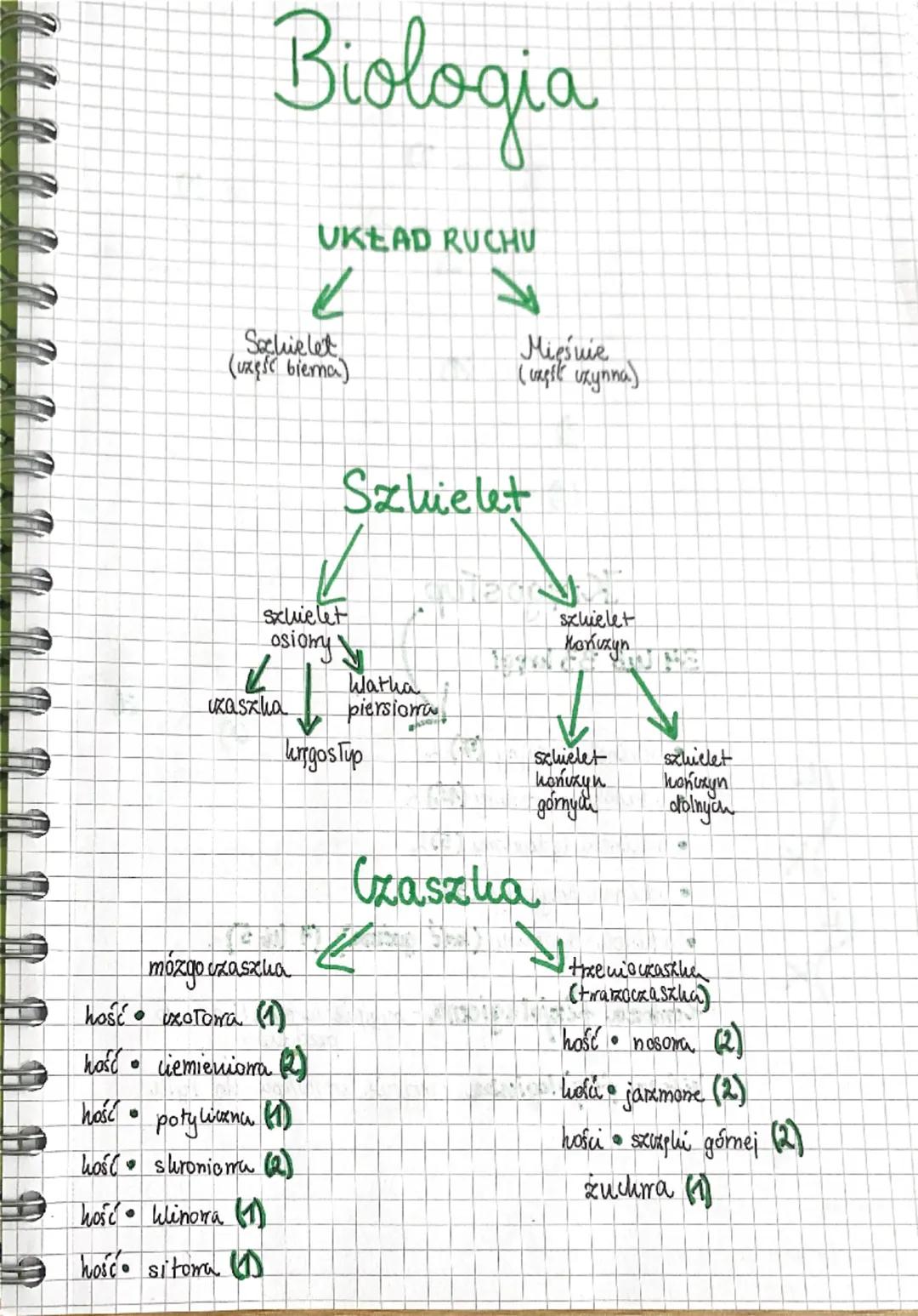a a a a a a
Biologia
UKŁAD RUCHU
✓
Sechielet
(uzęśc biema)
Miesnie
(capit uxynna)
Szkielet
Szuielet
osiony
Szkielet
но покикуп
zaszha
Watha
