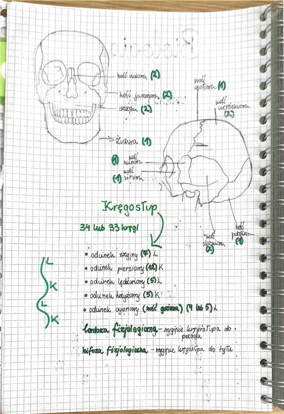 a a a a a a
Biologia
UKŁAD RUCHU
✓
Sechielet
(uzęśc biema)
Miesnie
(capit uxynna)
Szkielet
Szuielet
osiony
Szkielet
но покикуп
zaszha
Watha
