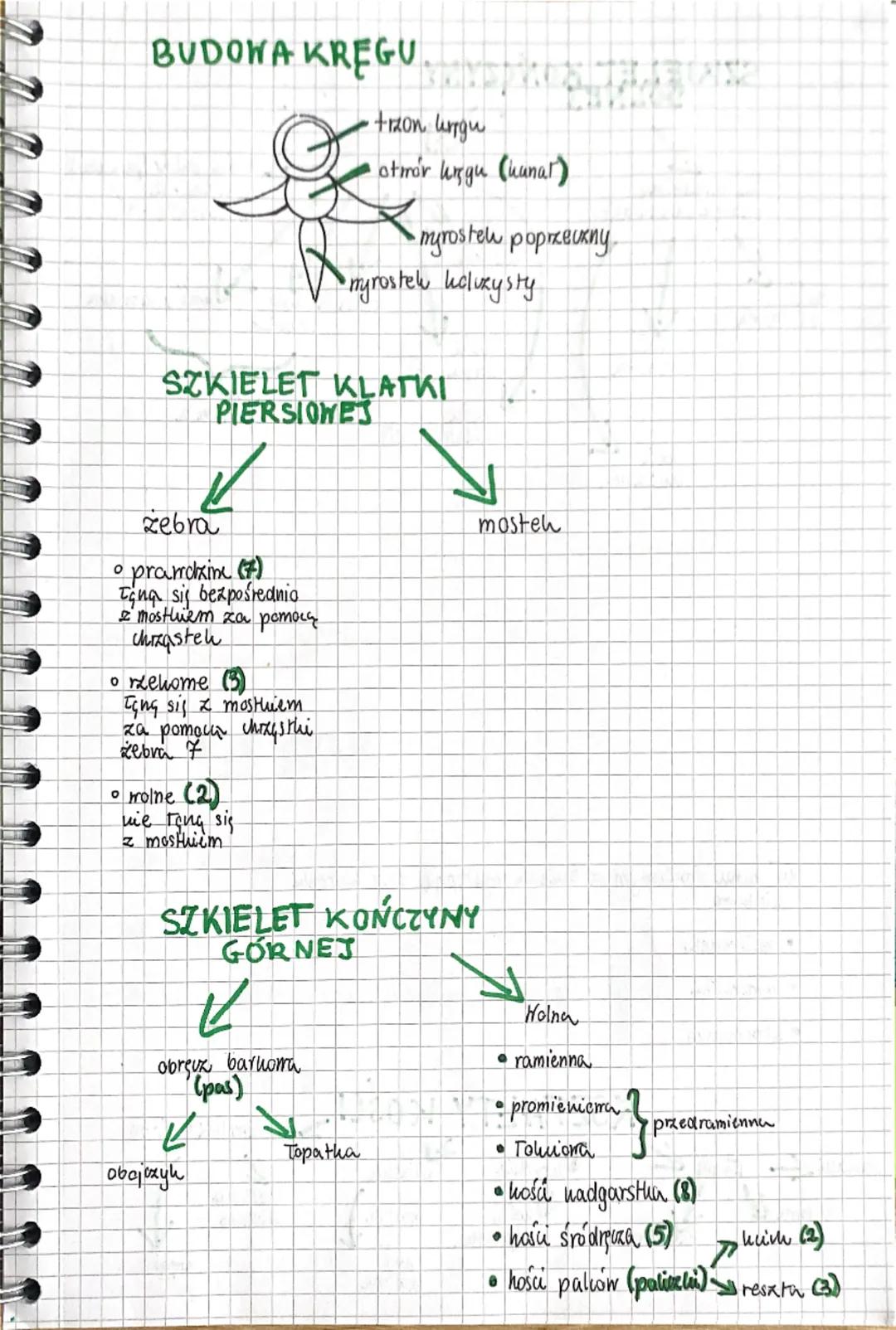 a a a a a a
Biologia
UKŁAD RUCHU
✓
Sechielet
(uzęśc biema)
Miesnie
(capit uxynna)
Szkielet
Szuielet
osiony
Szkielet
но покикуп
zaszha
Watha

