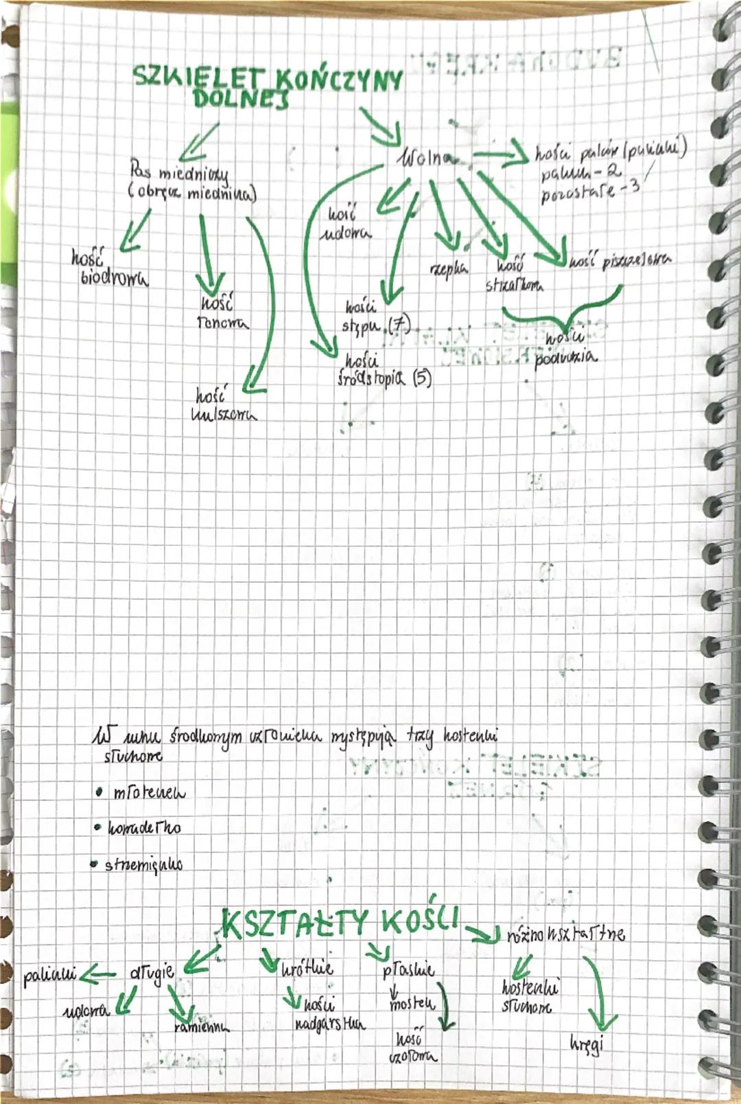 a a a a a a
Biologia
UKŁAD RUCHU
✓
Sechielet
(uzęśc biema)
Miesnie
(capit uxynna)
Szkielet
Szuielet
osiony
Szkielet
но покикуп
zaszha
Watha
