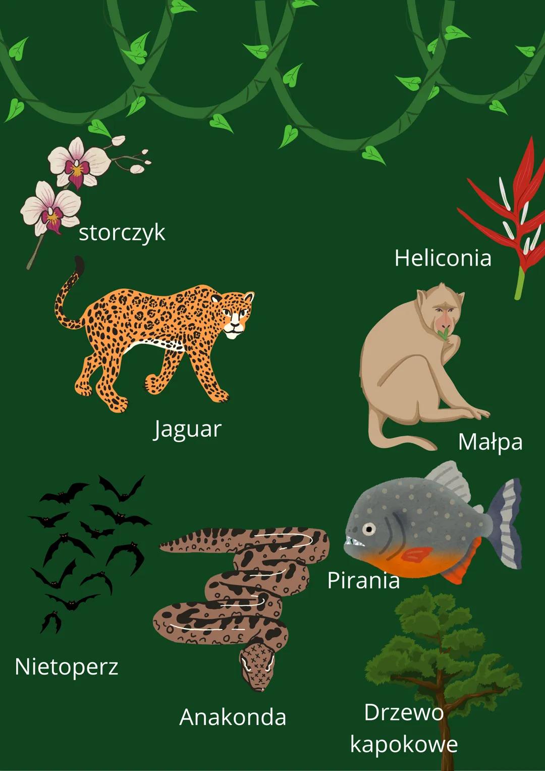 W Amazonii # Położenie Amazonii

Wenezuela Gujana

Surinam

Kolumbia

Ekwador

Peru

Gęstość lasu
wha/km²

Boliwia

Gujana Francuska

Brazyl