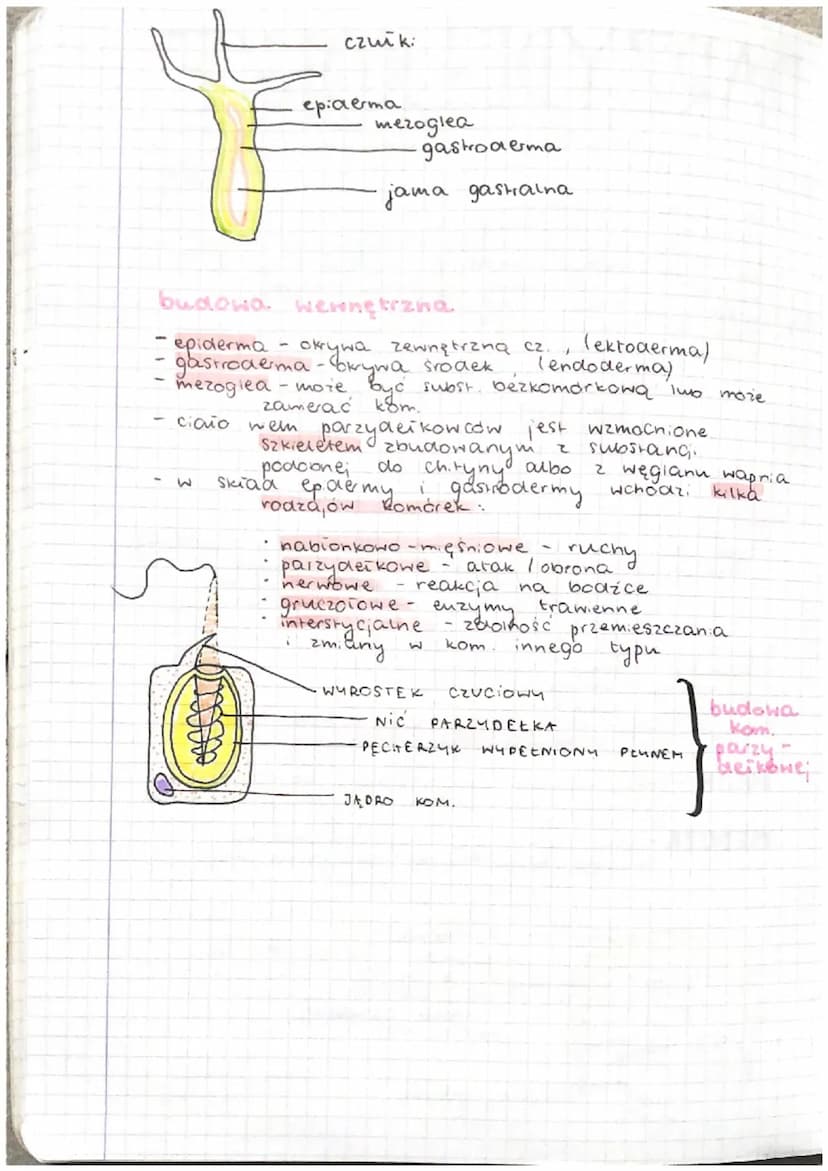 PARZYDEŁKOWCE
tkankowe zwierzęta dwuwarstwowe
-
-
-
Cnidaria
awuwarstwowe
iac nazwa
tkankowe
promienista symetria ciała
komórk: parzydełkowe