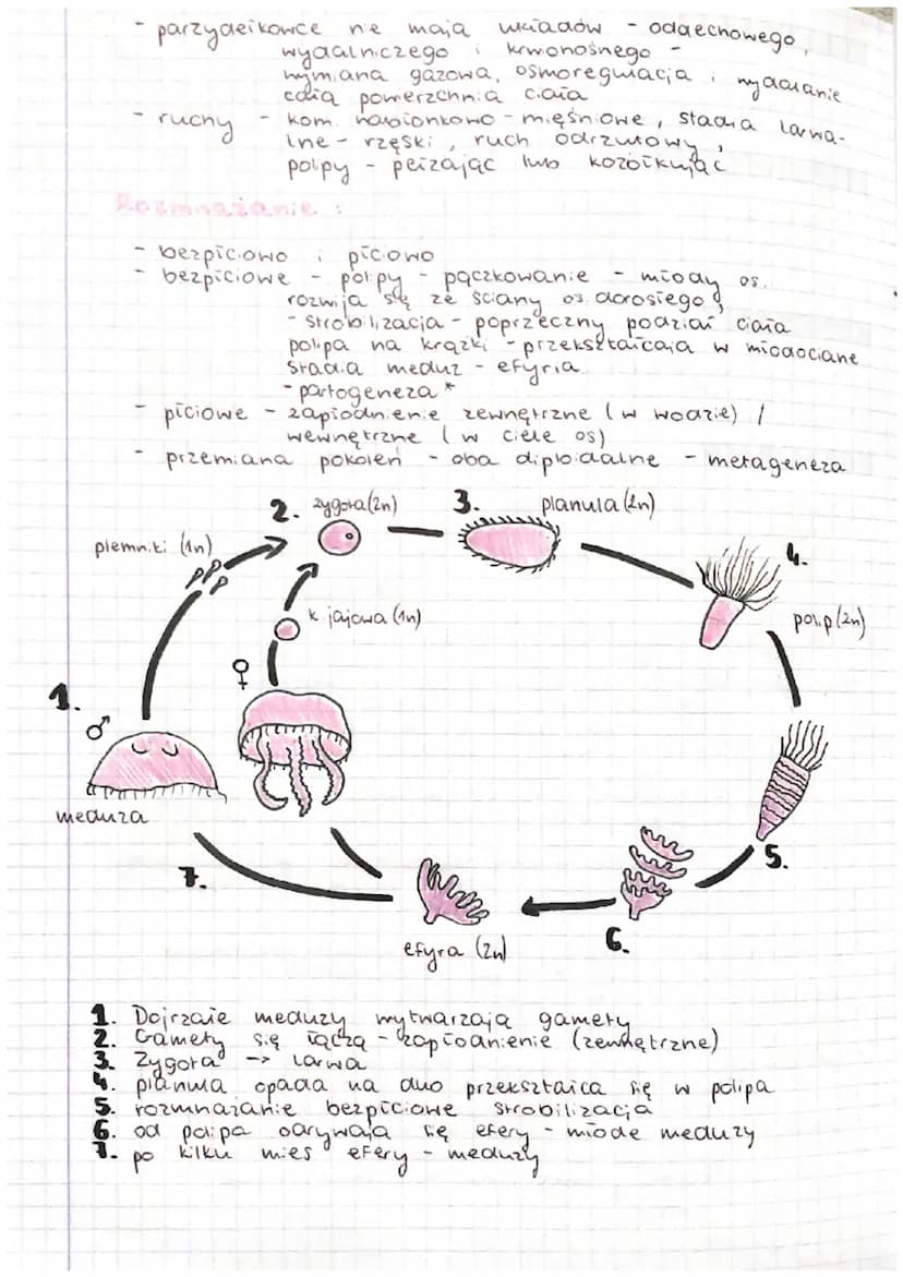 PARZYDEŁKOWCE
tkankowe zwierzęta dwuwarstwowe
-
-
-
Cnidaria
awuwarstwowe
iac nazwa
tkankowe
promienista symetria ciała
komórk: parzydełkowe