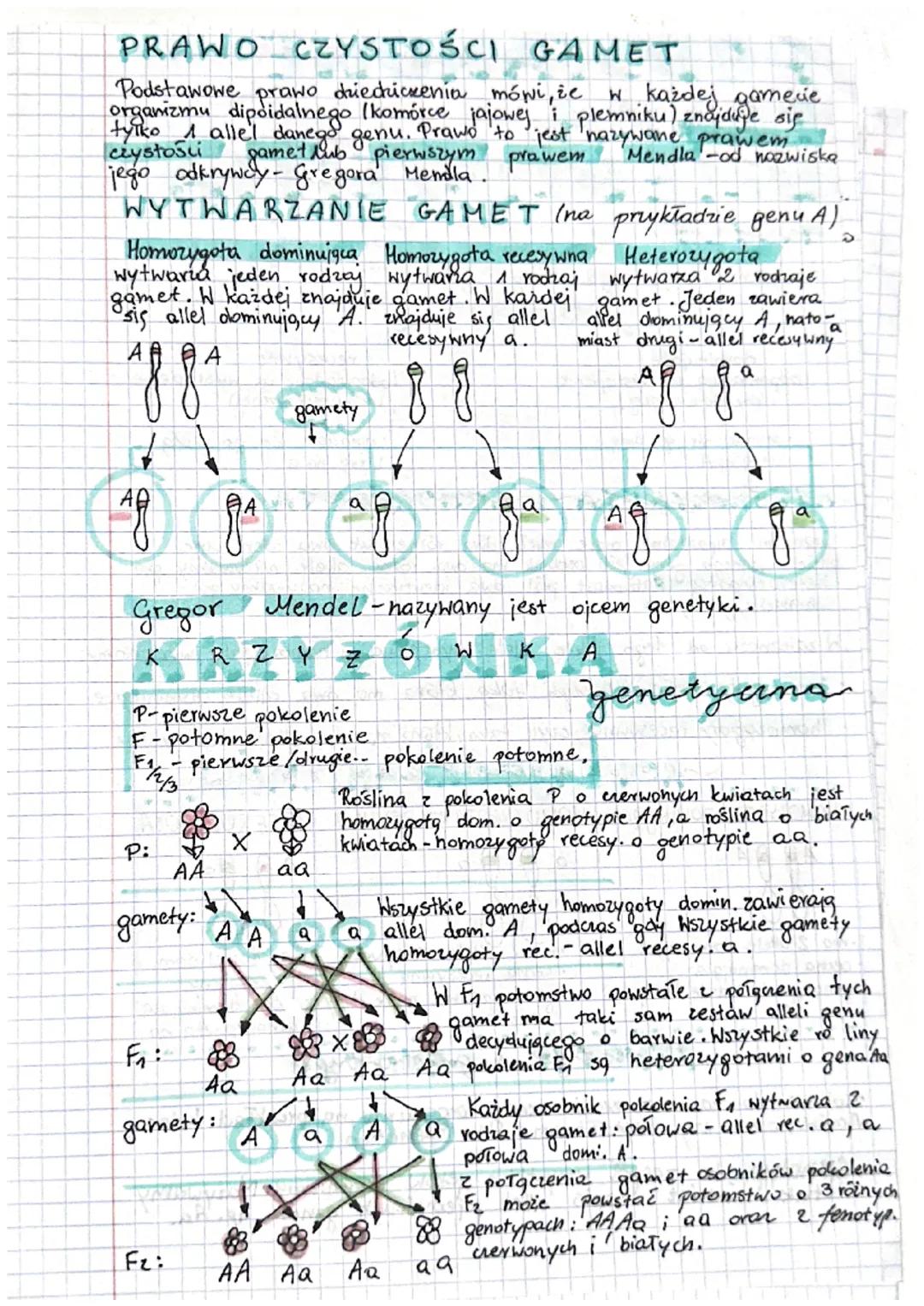 P
P
DSTAHONE
R AWA
ZIEDZICZEŃ A
allele
to różne wersje tego samego genu.
RODZAJE
dominujące
lodpowiadają za wystąpienie
cechy dominujquej),
