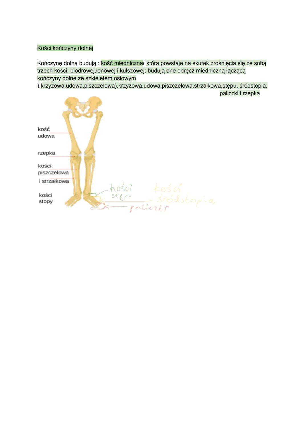 Szkielet osiowy i szkielet kończyn
Szkielet osiowy:
w jego skład wchodzą: czaszka, kręgosłup, i klatka piersiowa
funkcja tych elementów jest
