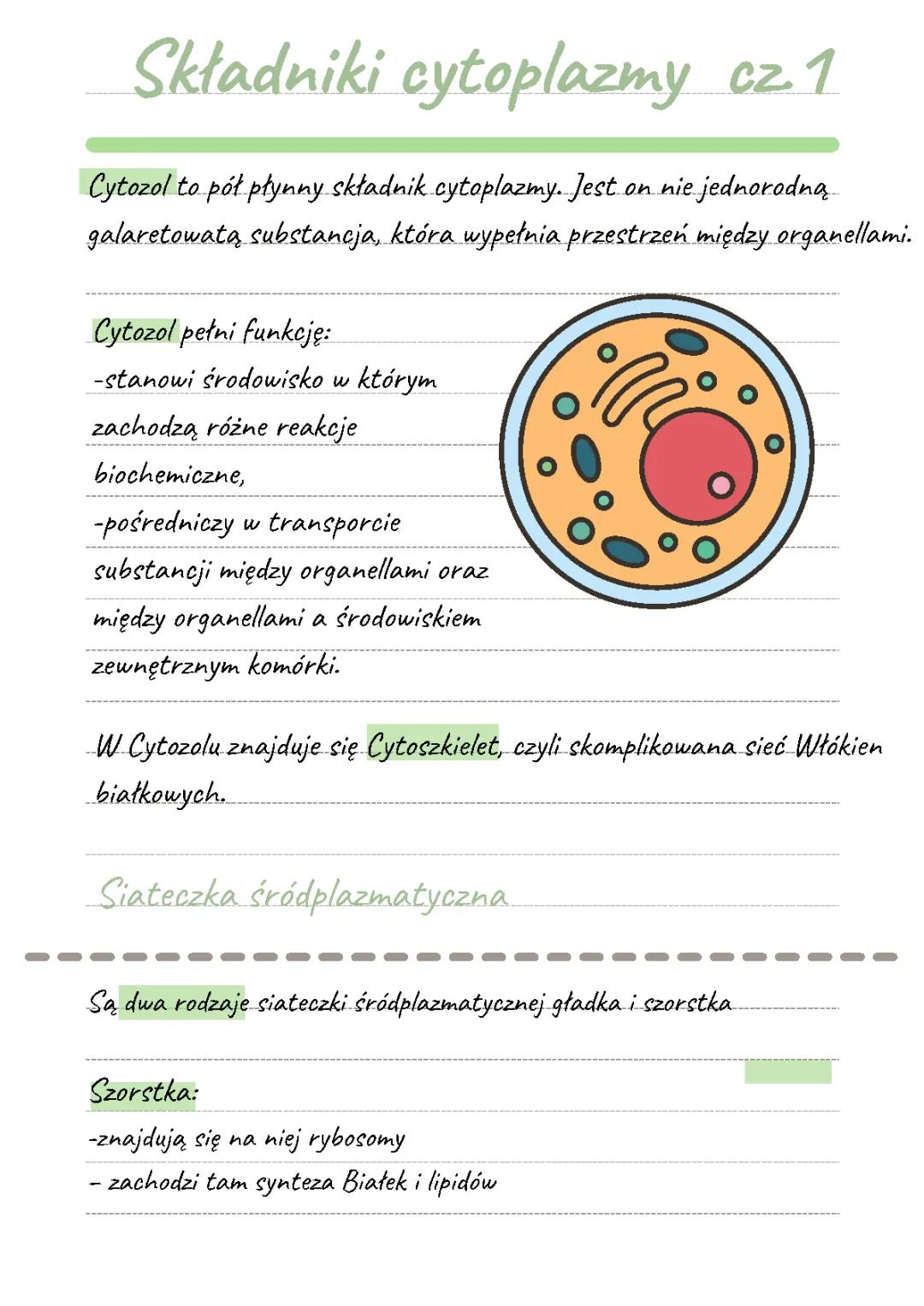 Składniki i Budowa Cytoplazmy - Co to jest Cytozol